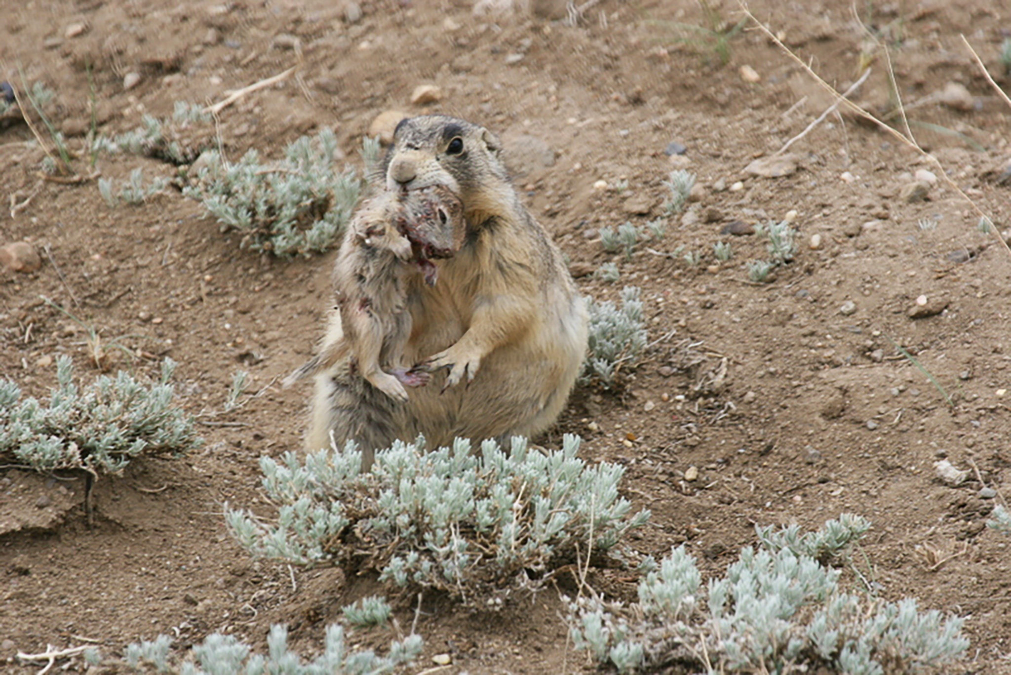 Prairie Dogs Are Serial Killers That Murder Their Competition