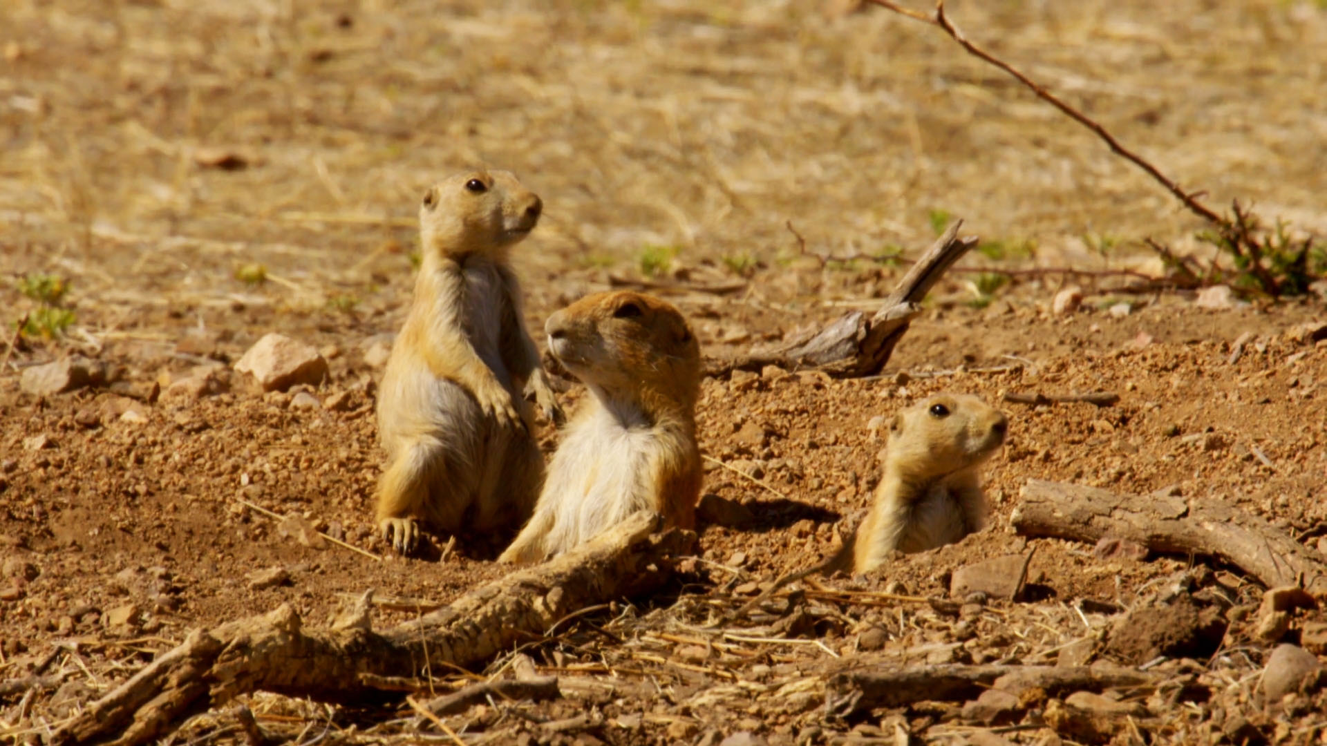 The Prairie Dog Life - Destination Wild Video - National Geographic ...