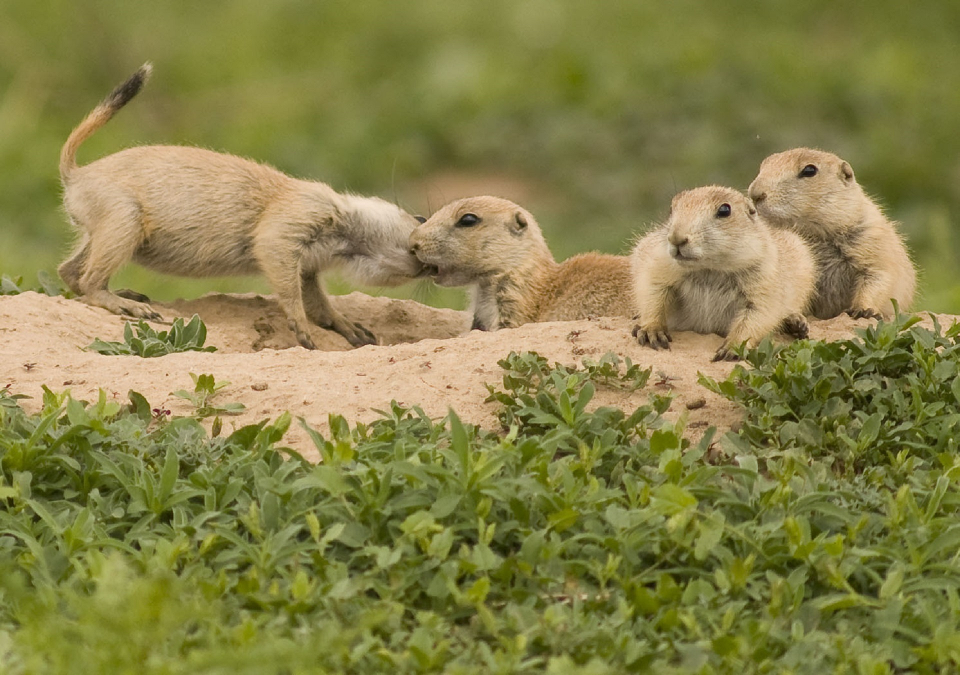 Prairie Dogs, Animal, Dog, Forest, Jungle, HQ Photo