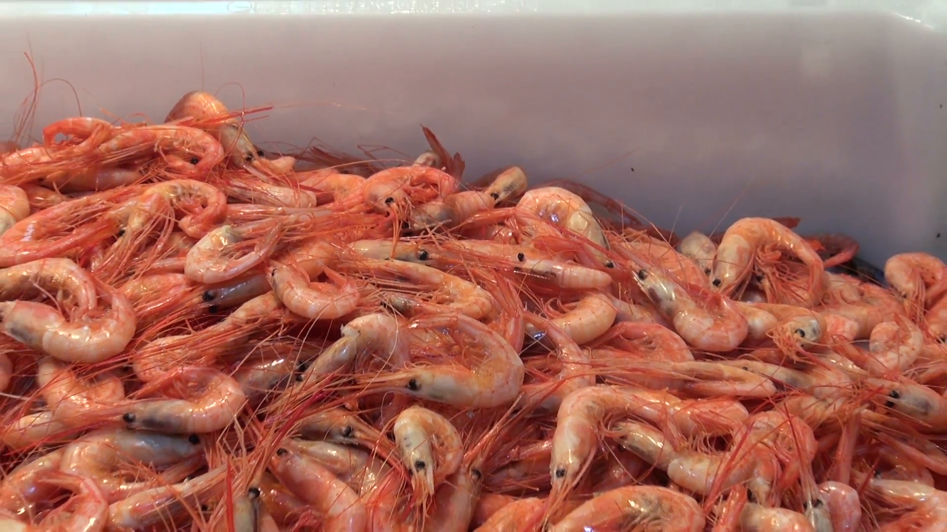 fresh and boiled shrimps prawns in plastic boxes for sale on fish ...