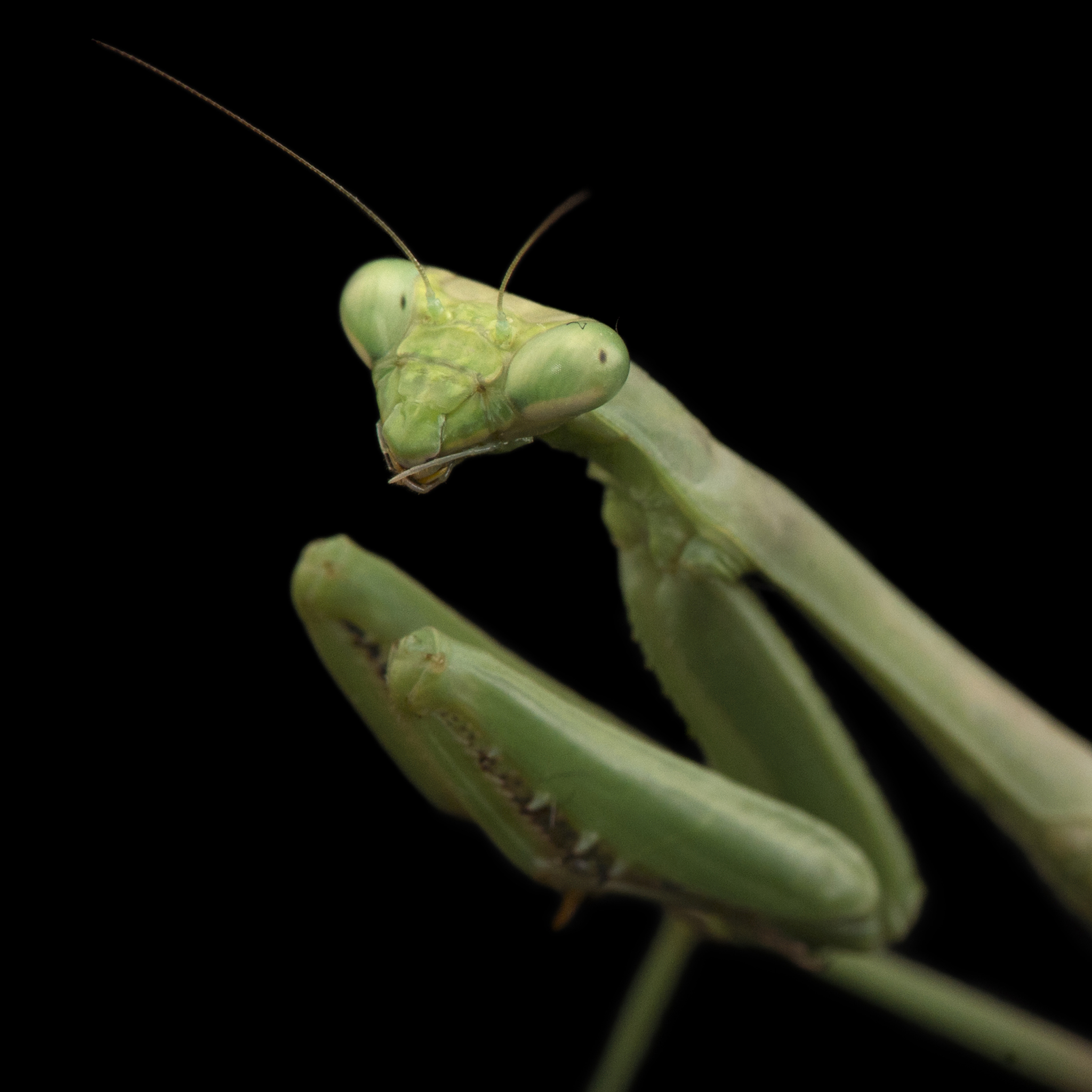 Praying Mantis | National Geographic