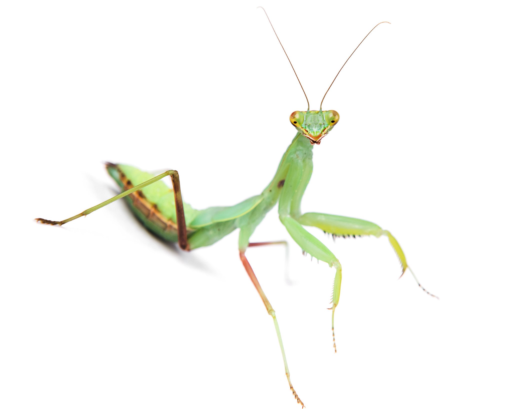 Praying Mantis – Insect Sales.com