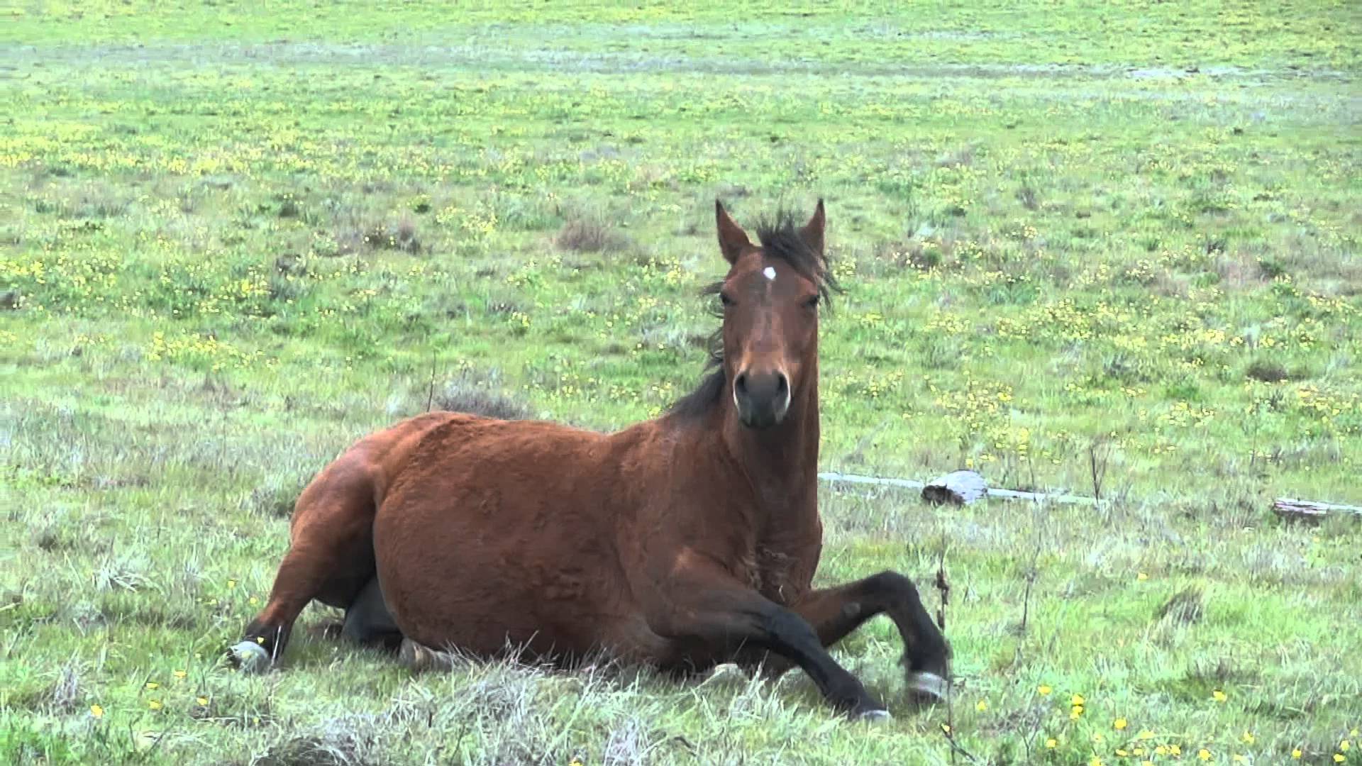 Very pregnant horse - YouTube