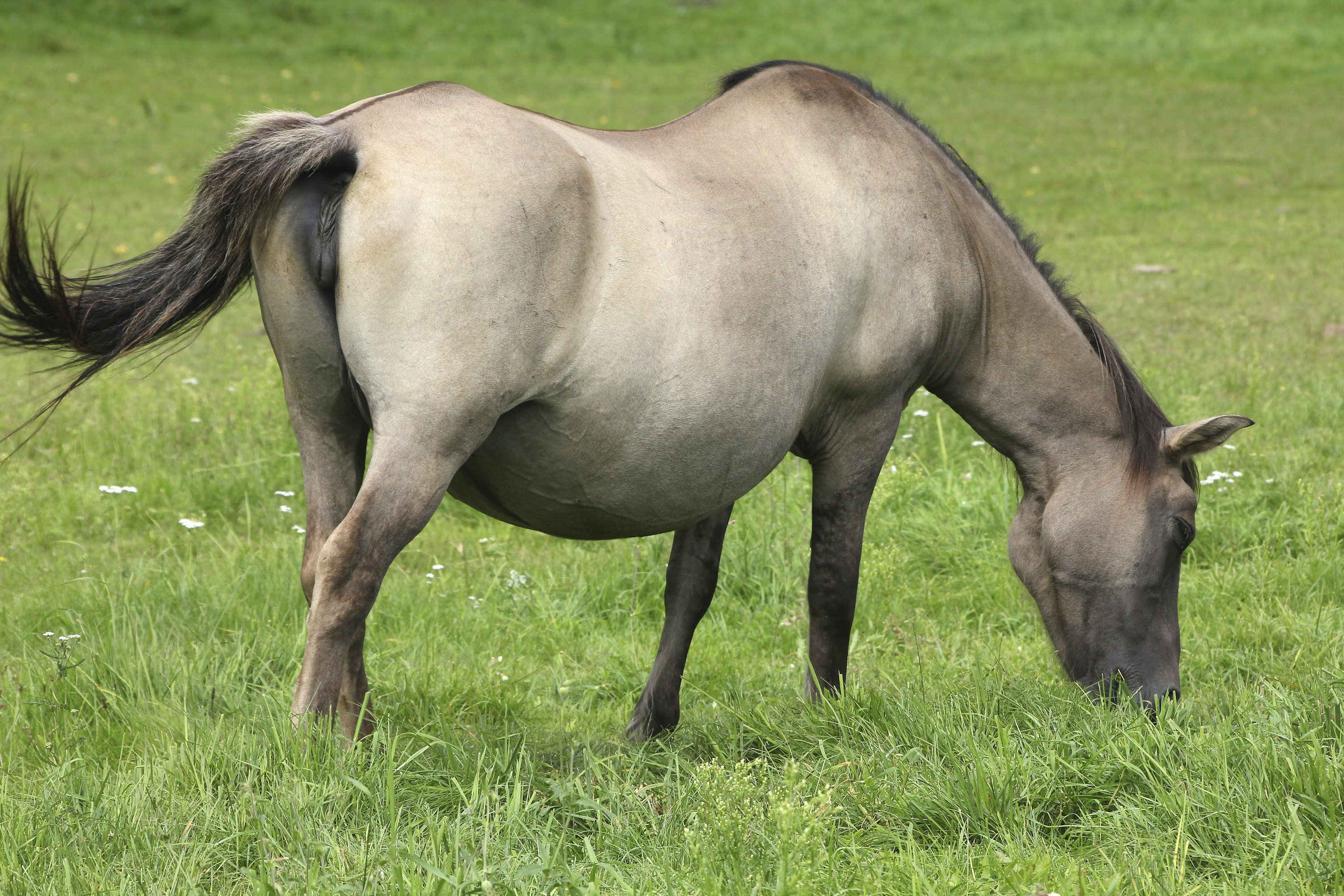 Pregnancy Stages in Horses | Animals - mom.me