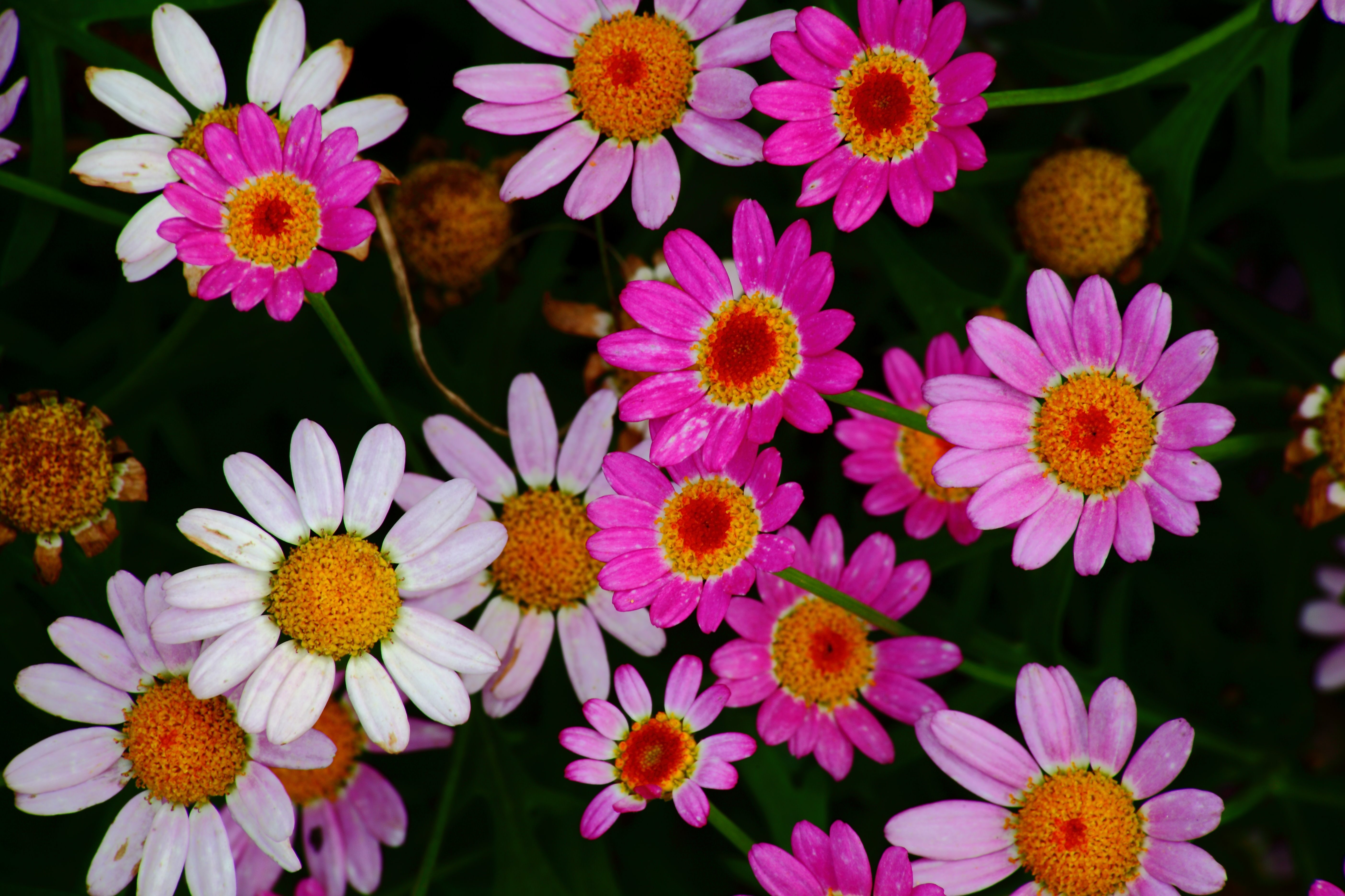 Free photo: Pretty flowers - Bloom, Flowers, Garden - Free Download