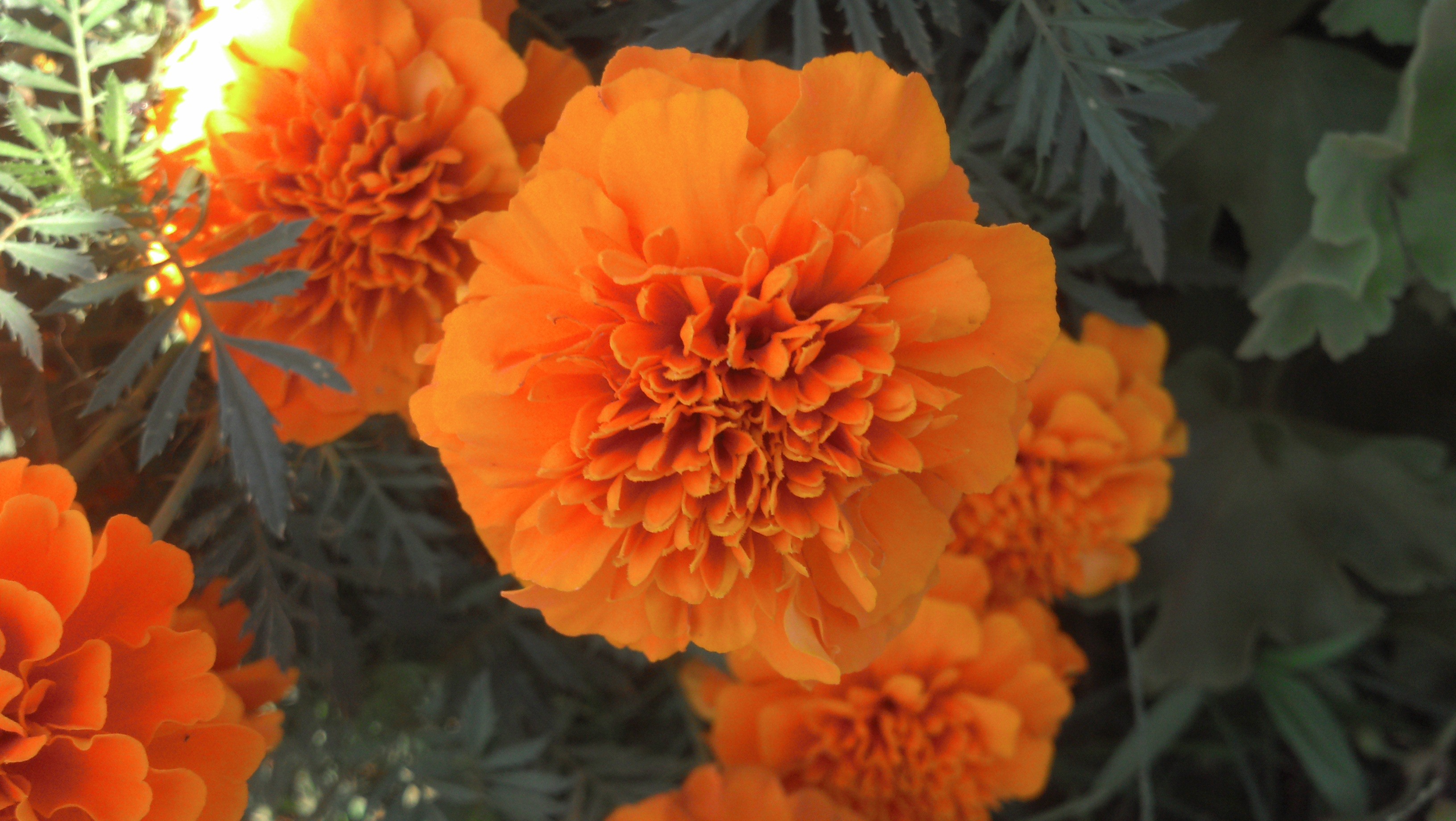 Flower: Pretty Orange Flower Flowers Wallpaper Hd Full Screen for HD ...