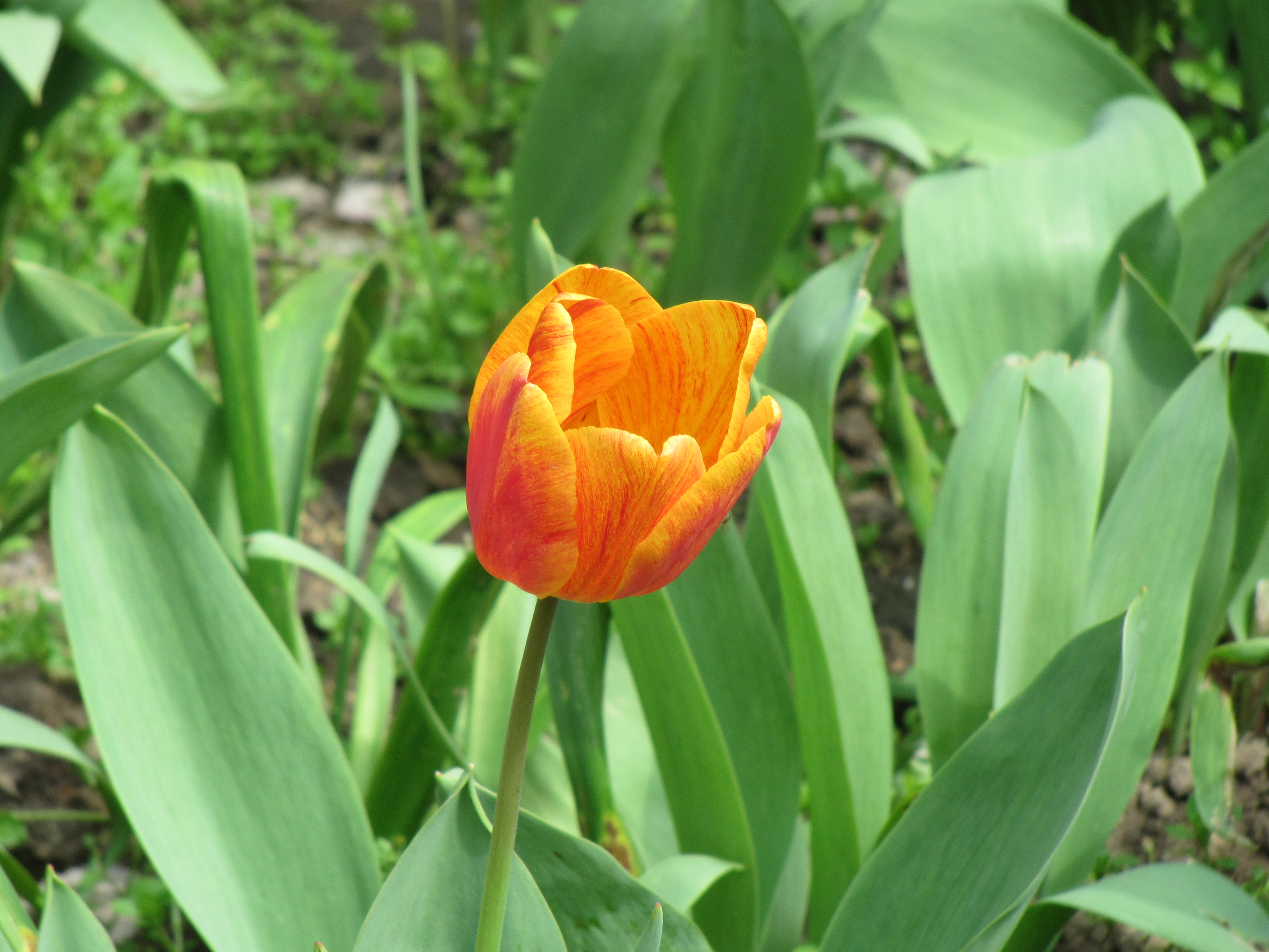 Pretty orange tulip flower photo