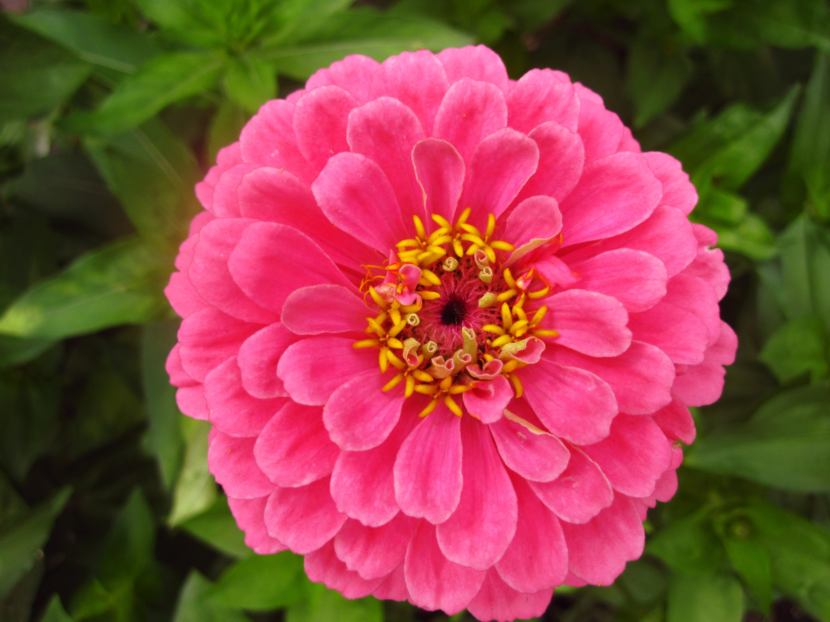 Flowers: Pretty Pink Flowers Photography Nature Macro Flower Yellow ...