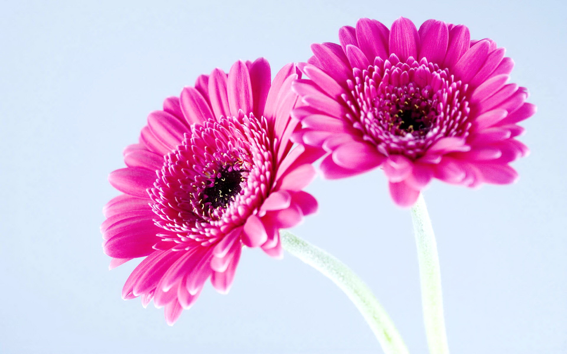 Pretty Pink Flower Wallpaper 41042 1920x1200 px ~ HDWallSource.com
