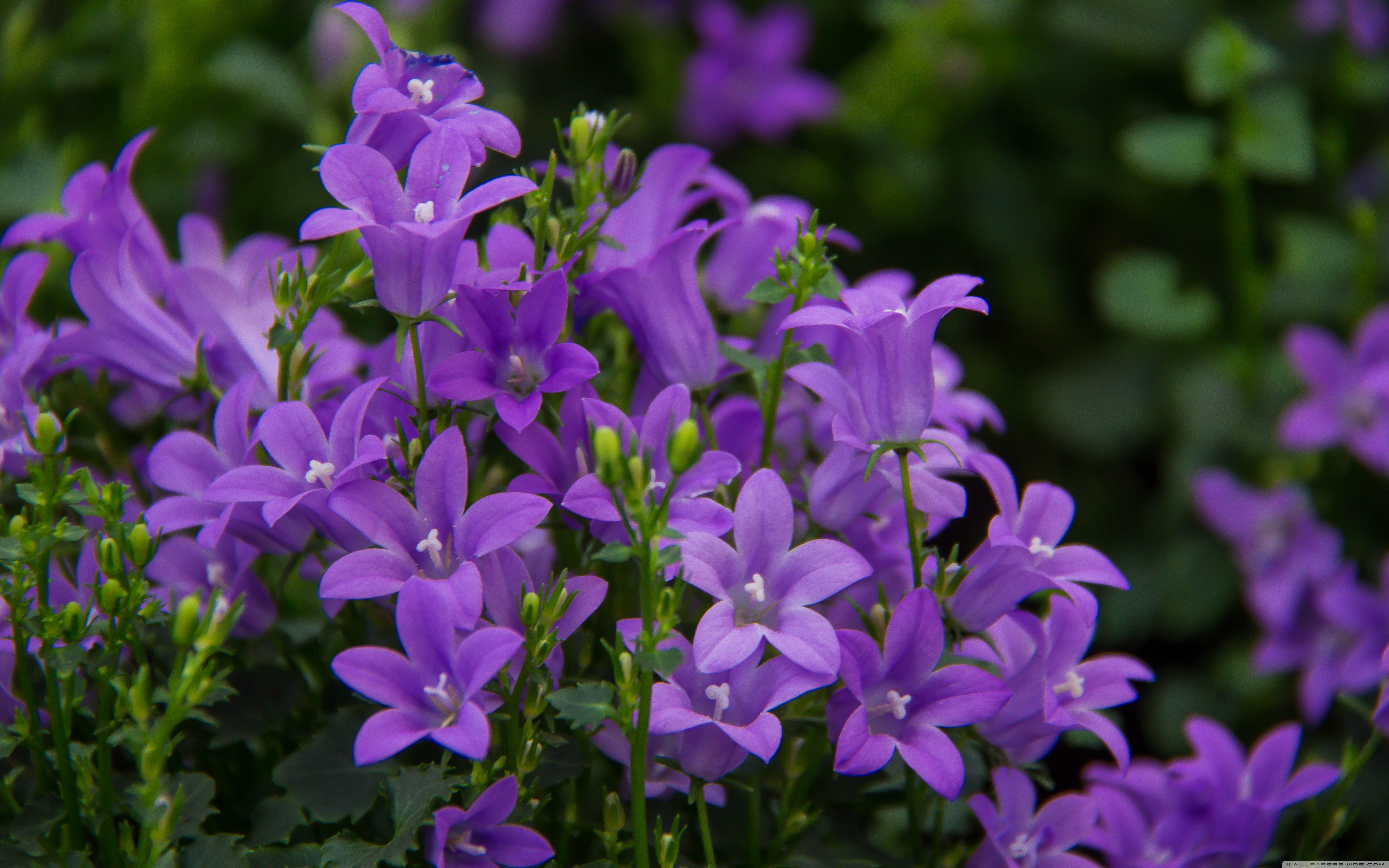 Pretty Purple Flowers ❤ 4K HD Desktop Wallpaper for 4K Ultra HD TV ...