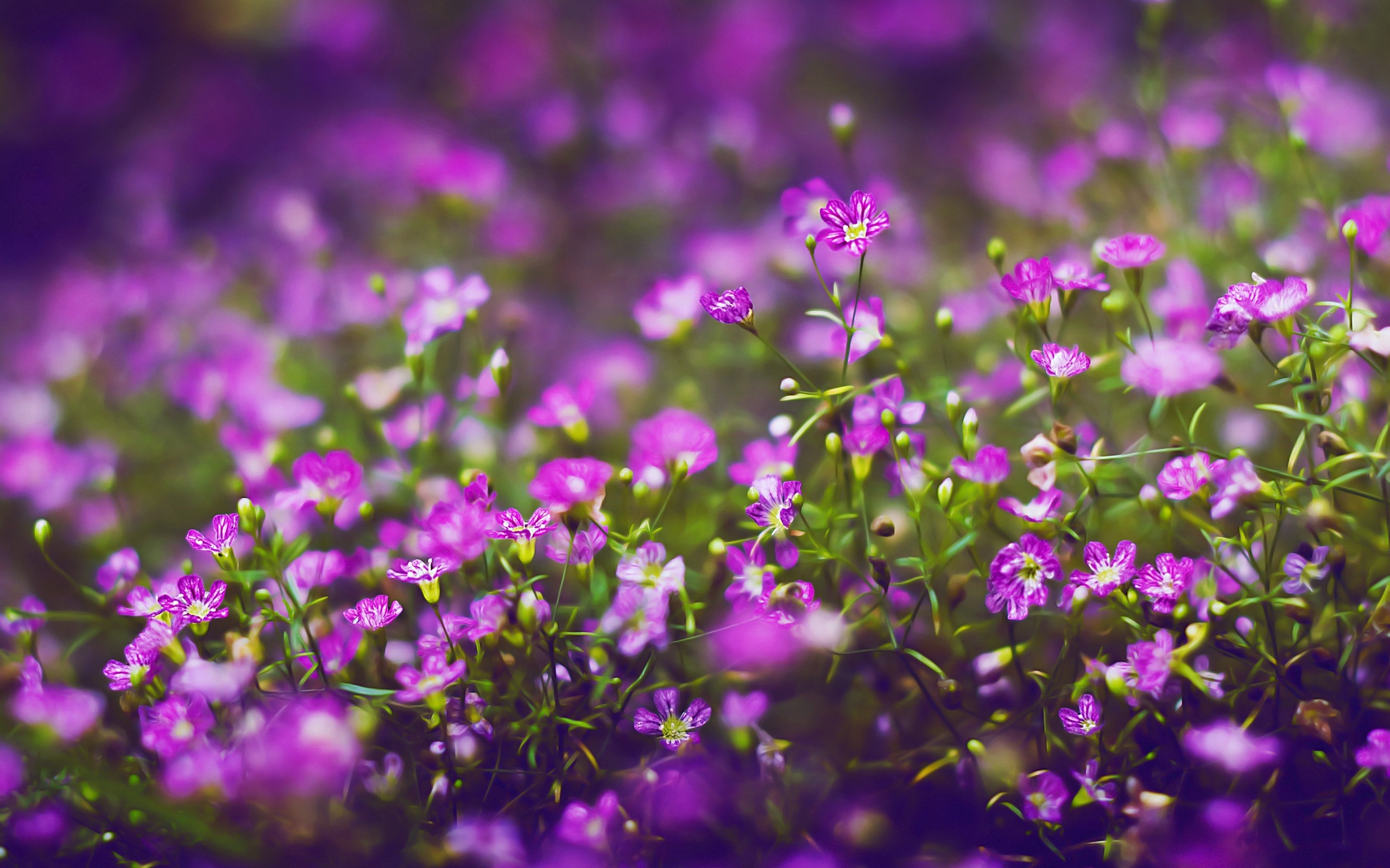 Flowers: Adorable Lovely Colors Nature Tiny Field Beautiful Grass ...