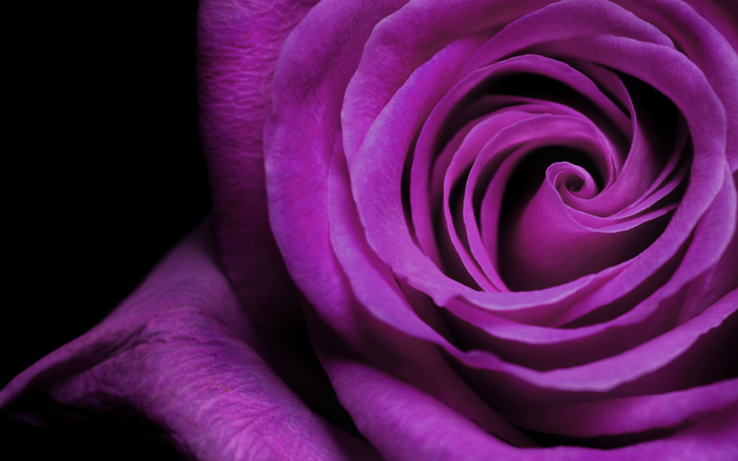 Beautiful Purple Rose Desktop Wallpaper | flowers | Pinterest | Rose ...