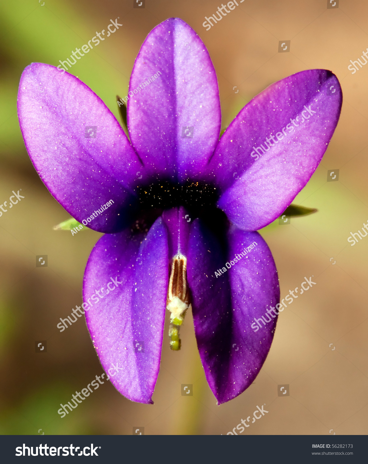 Closeup Pretty Purple Flower Five Petals Stock Photo 56282173 ...