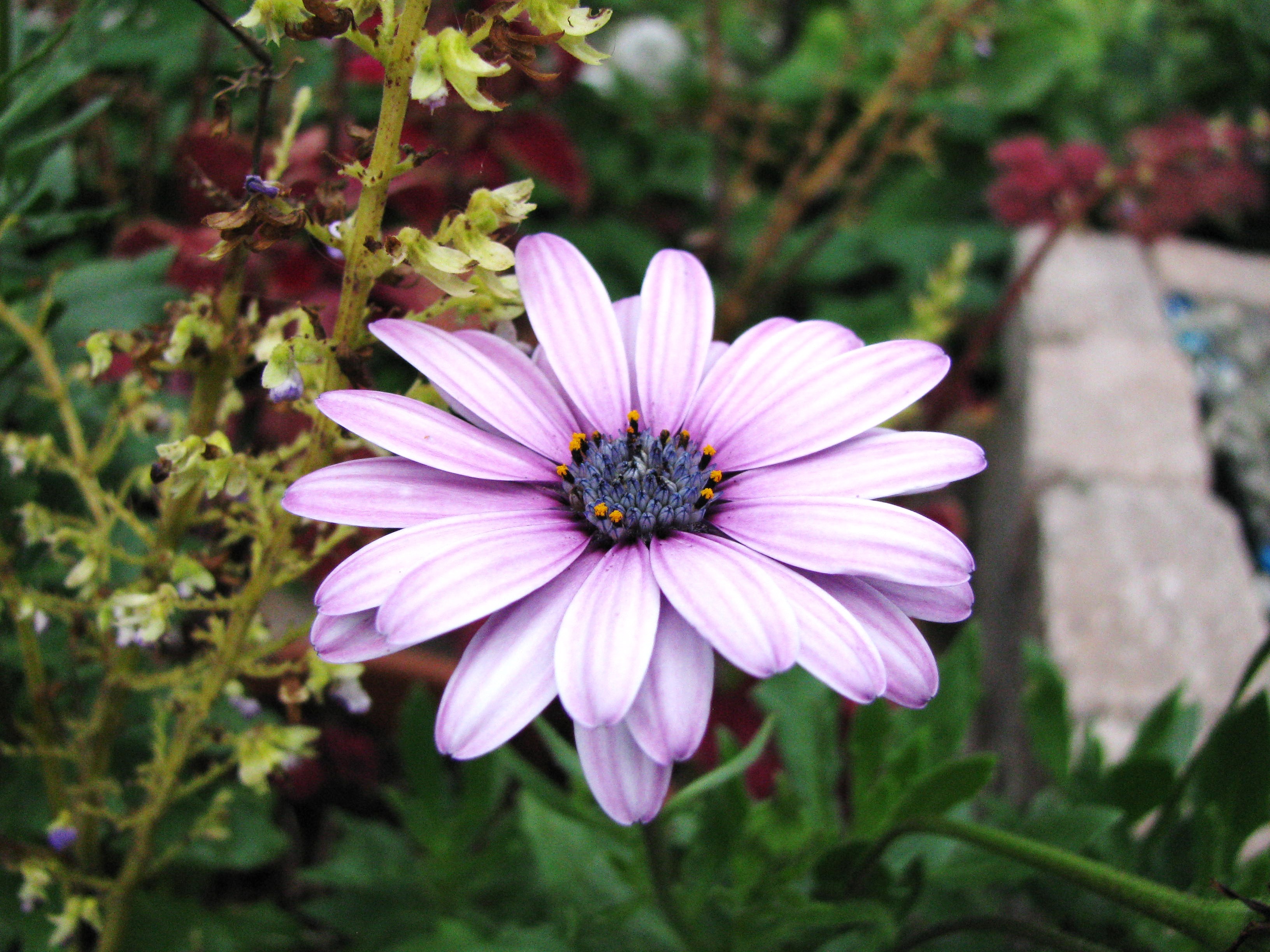 Flowers: Pretty Purple Flower Outdoors Garden Wallpapers for HD 16:9 ...