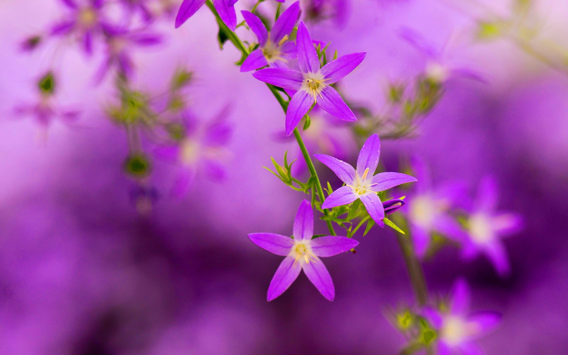 Flower: Blossoms Lovely Garden Nature Blue Pretty Purple Blooming ...