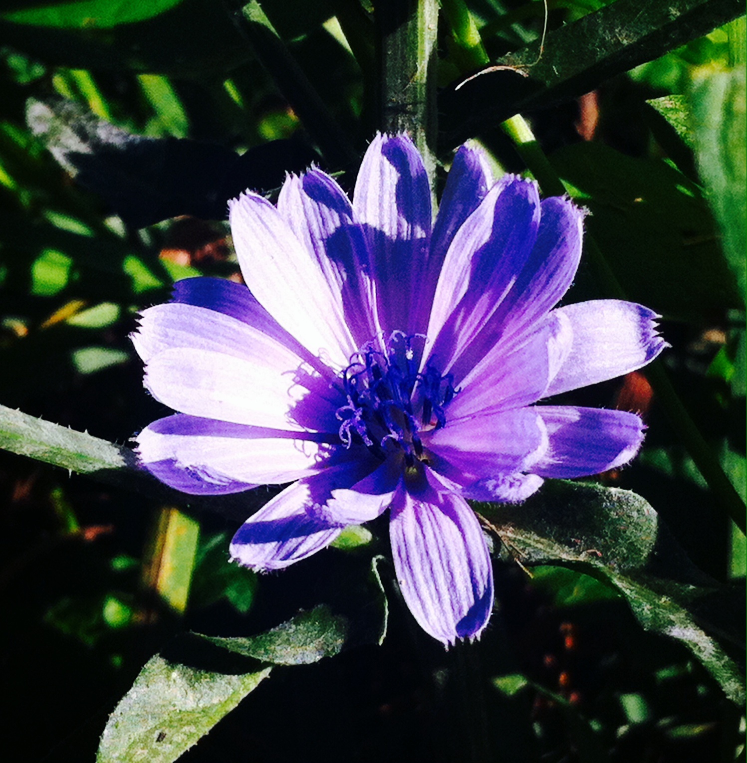 Pretty Purple Flower by m-angel05 on DeviantArt