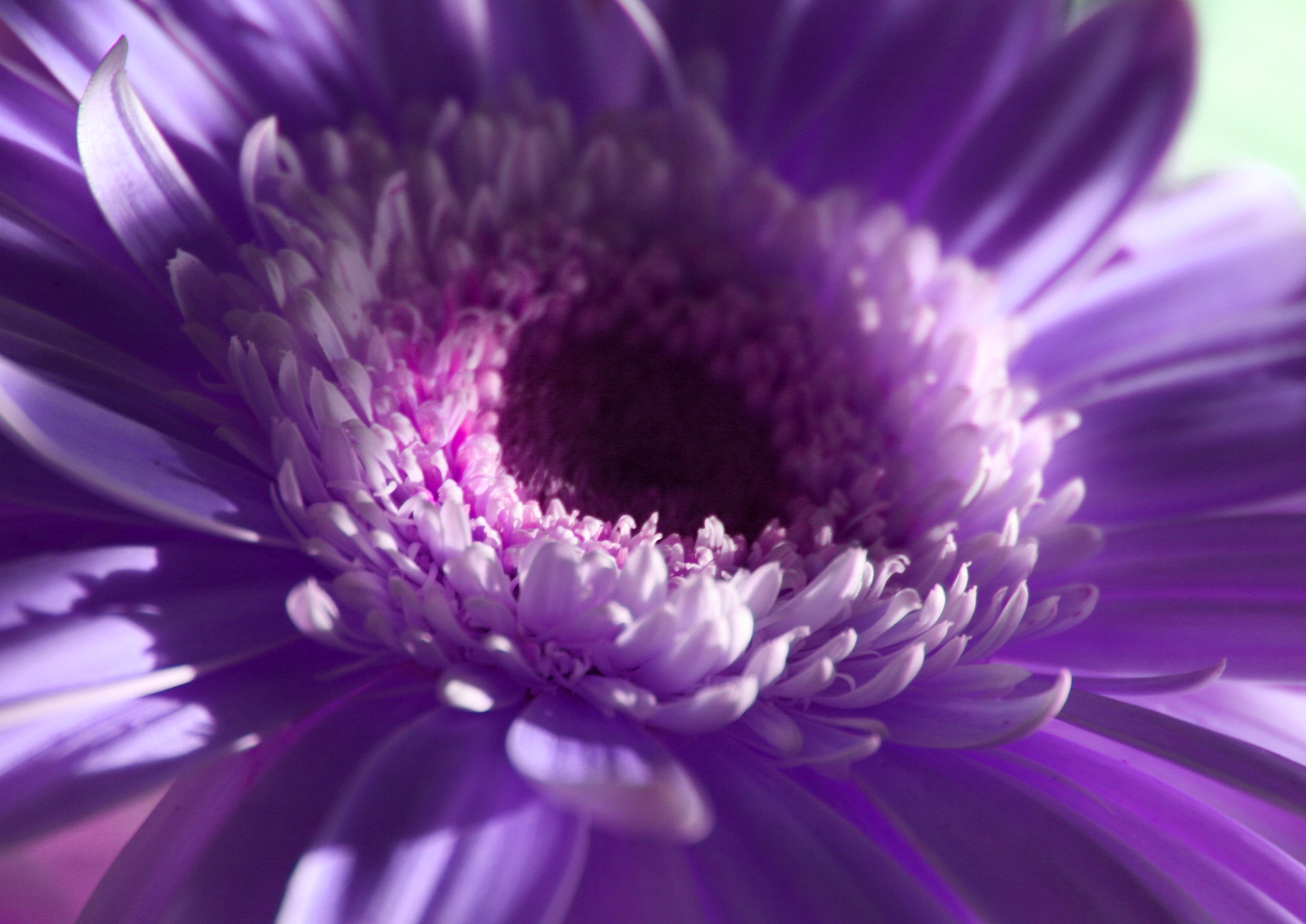 File:Free Pretty Purple Flower in Natural Light Creative Commons ...