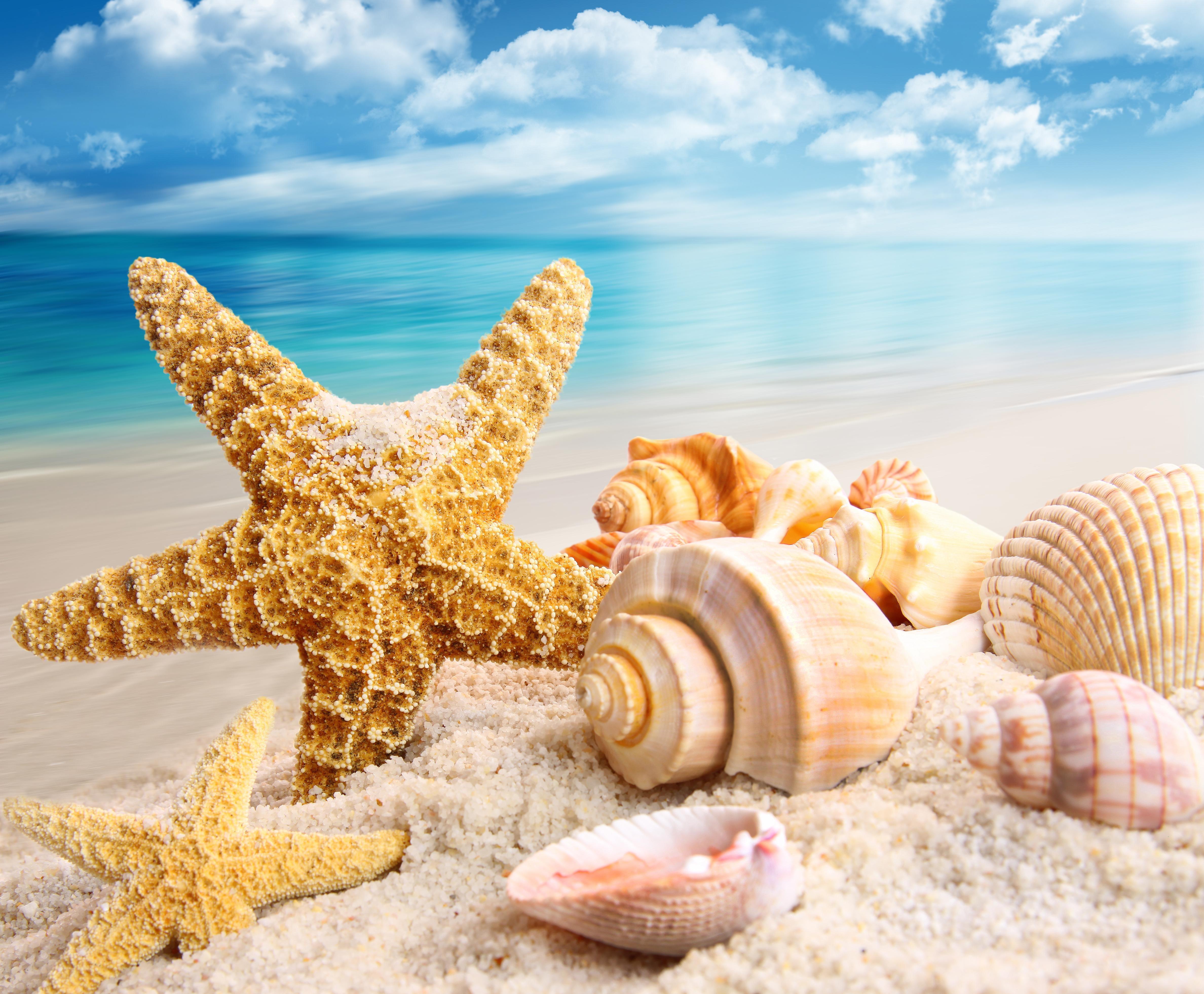Beach: Summer Seashells Sands Shell Ocean Peaceful Shine Star Glow ...