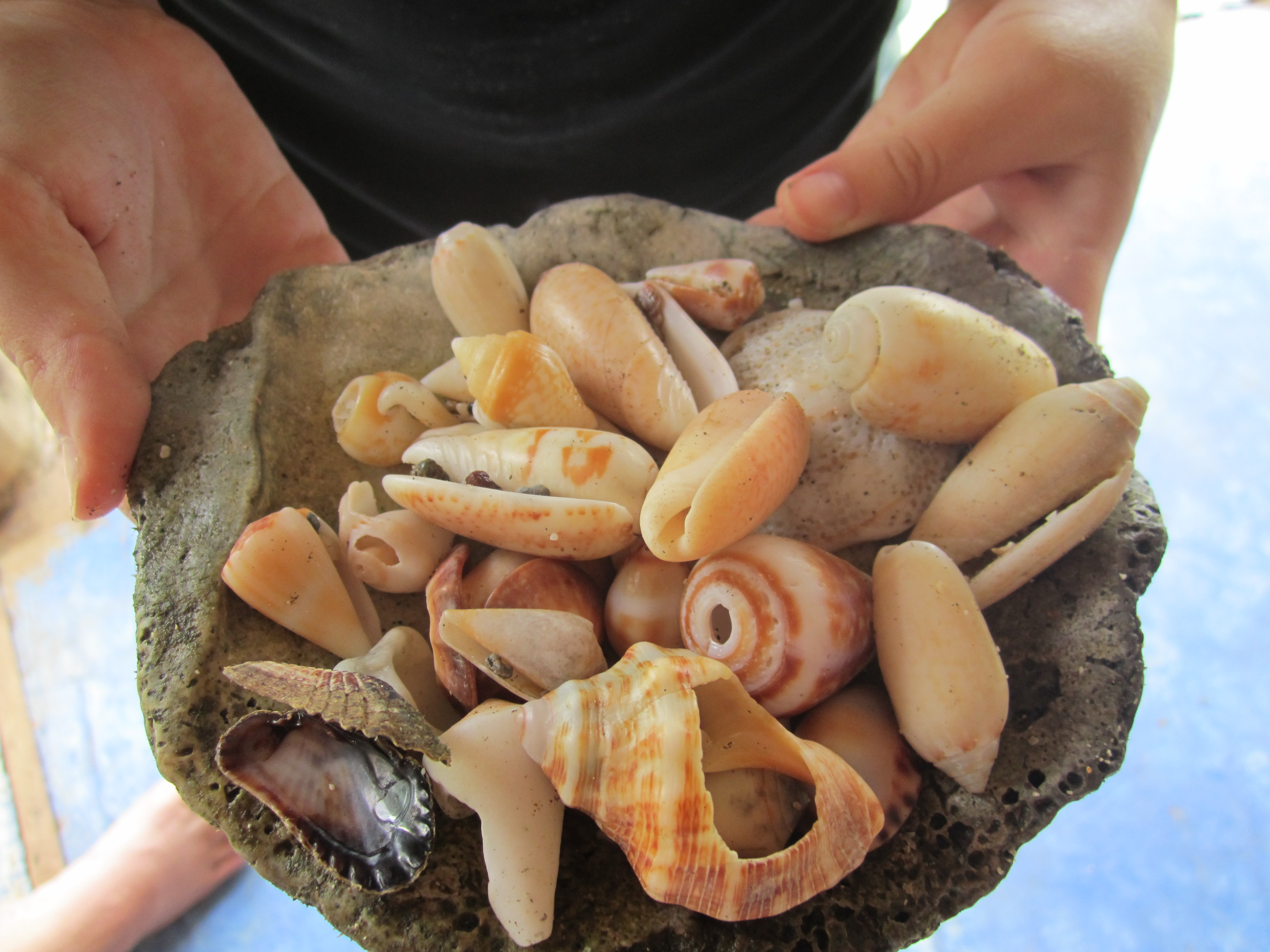 Sea Shells and Sand Dollars | BronwynsCostaRicanAdventure