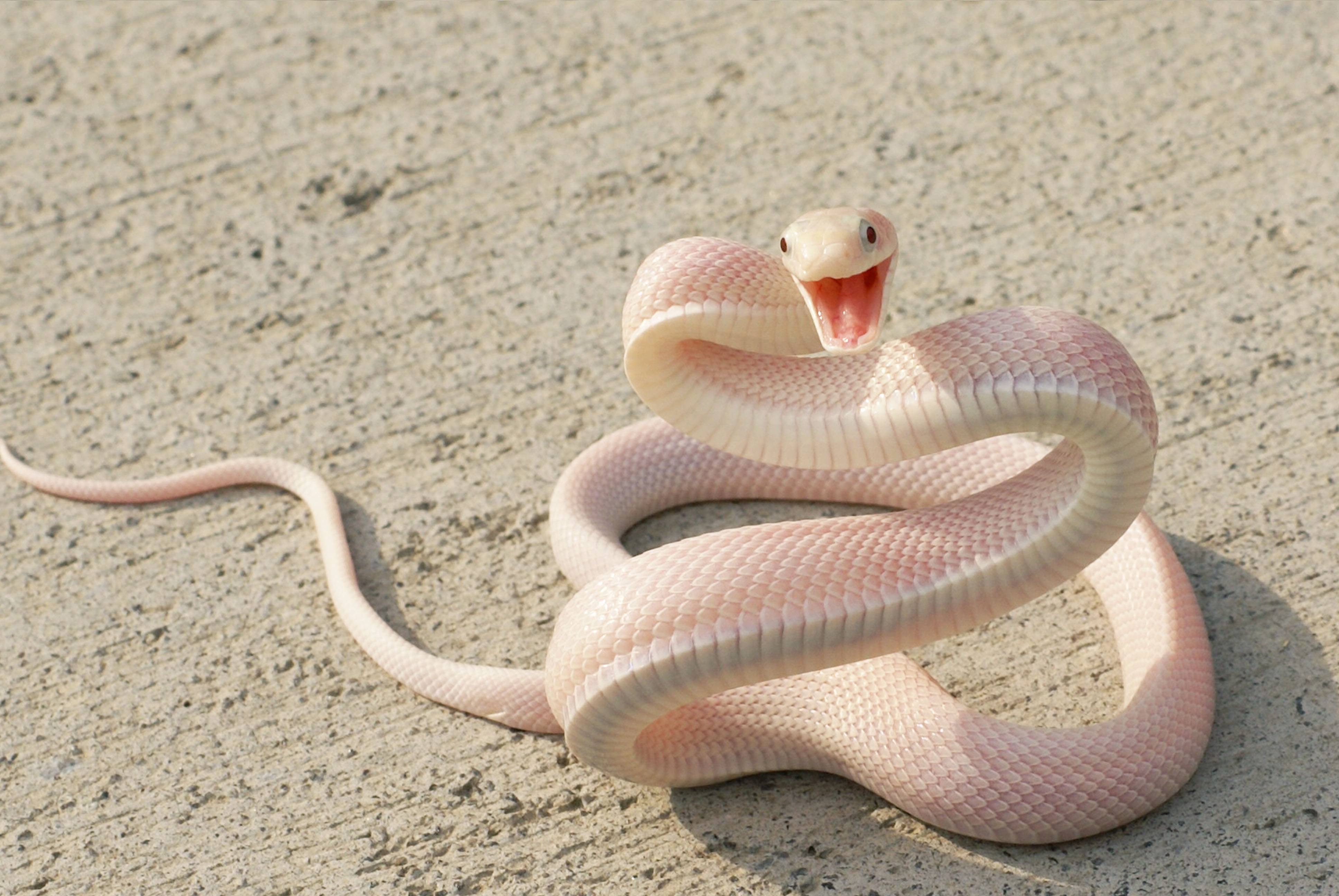 Happy baby snake! - Imgur