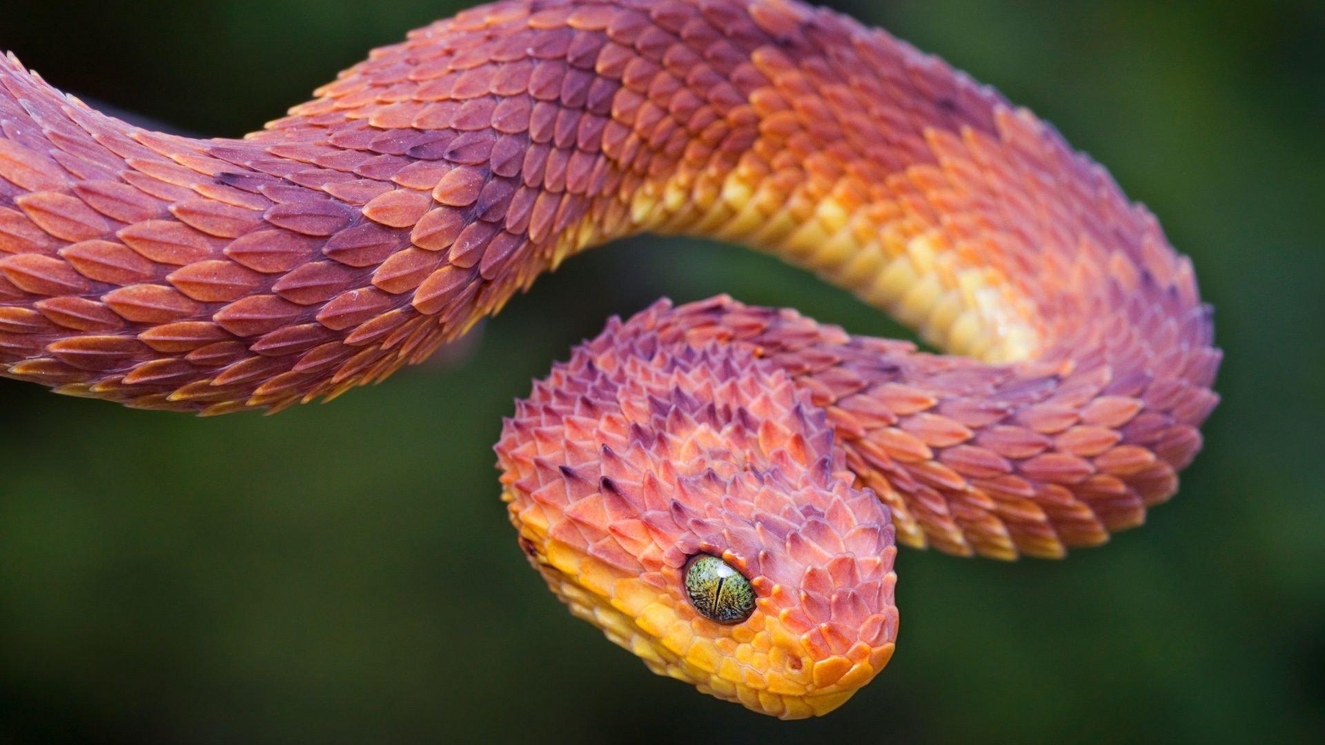 this one is cute | bush vipers | Pinterest | Viper