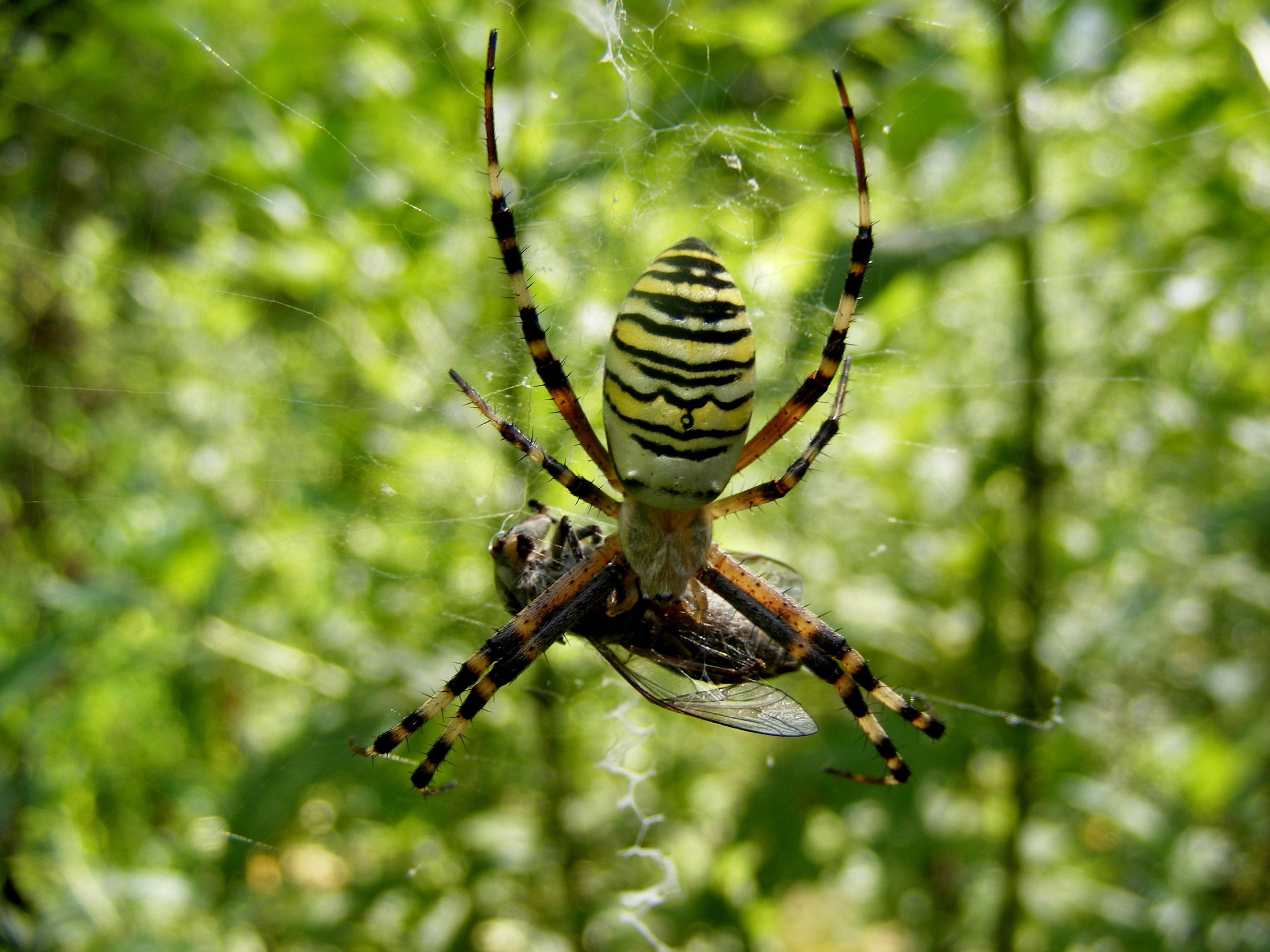 Prey, Animal, Insect, Nature, Spider, HQ Photo