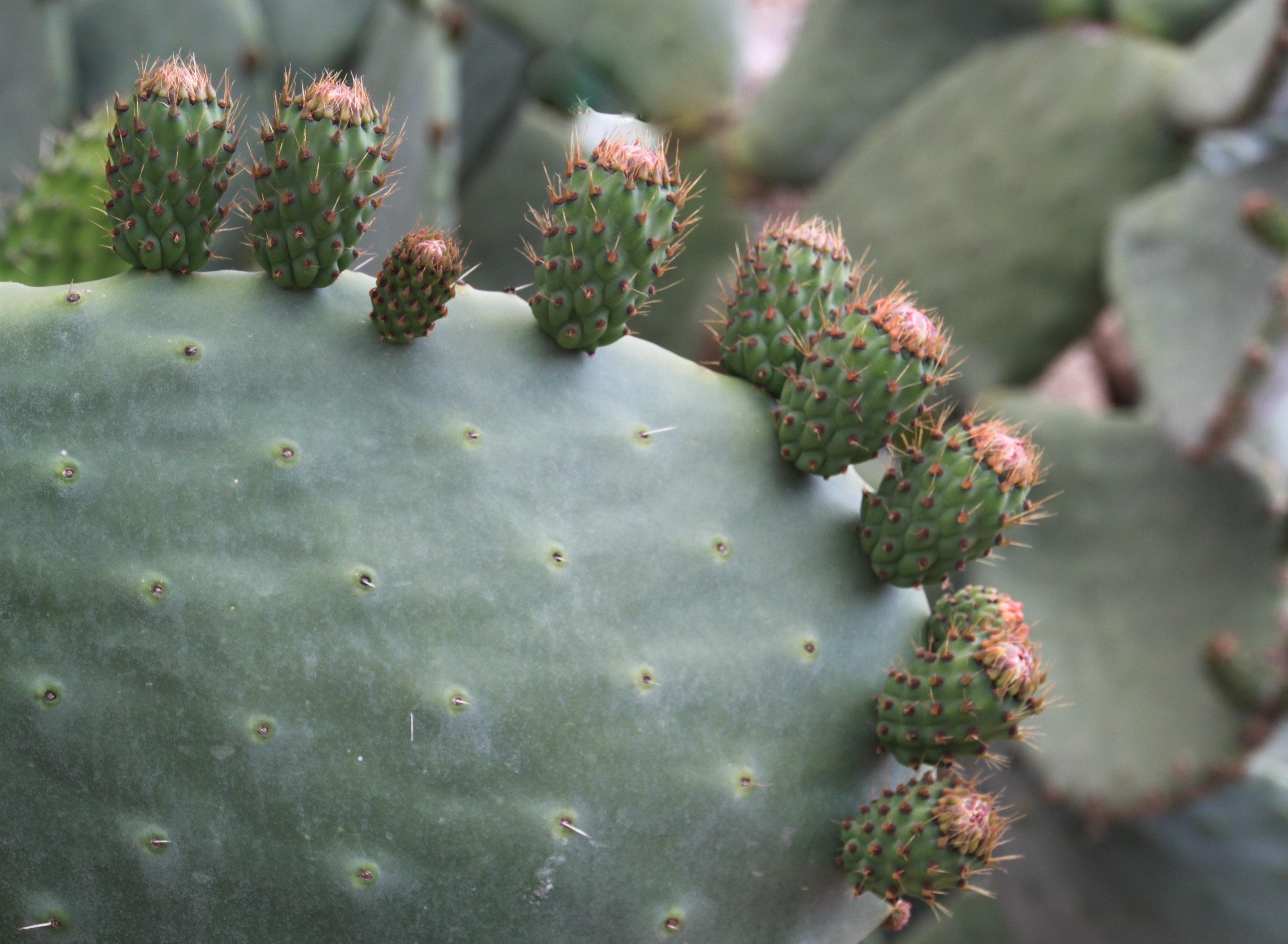 Prickly pear photo