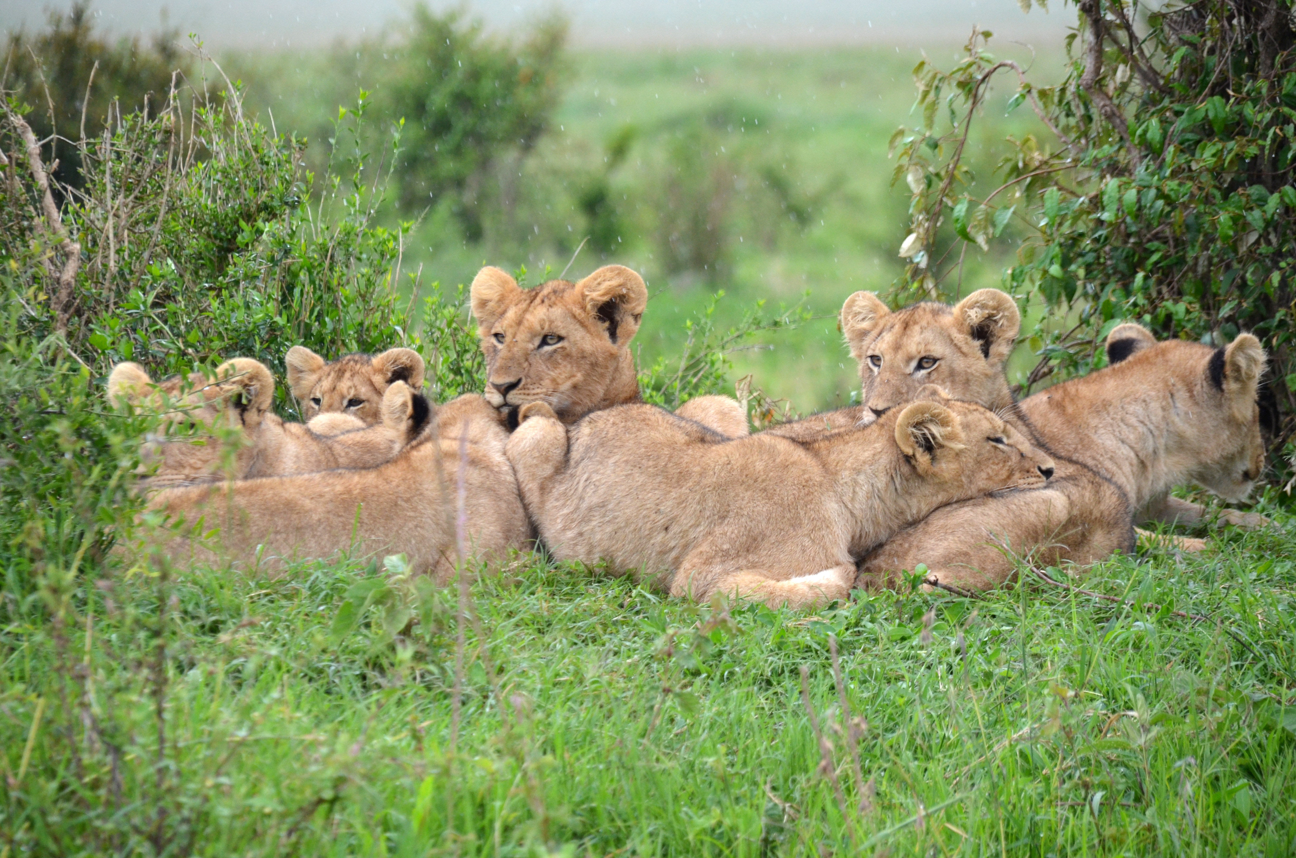 Pride of Lions in Kenya image - Free stock photo - Public Domain ...