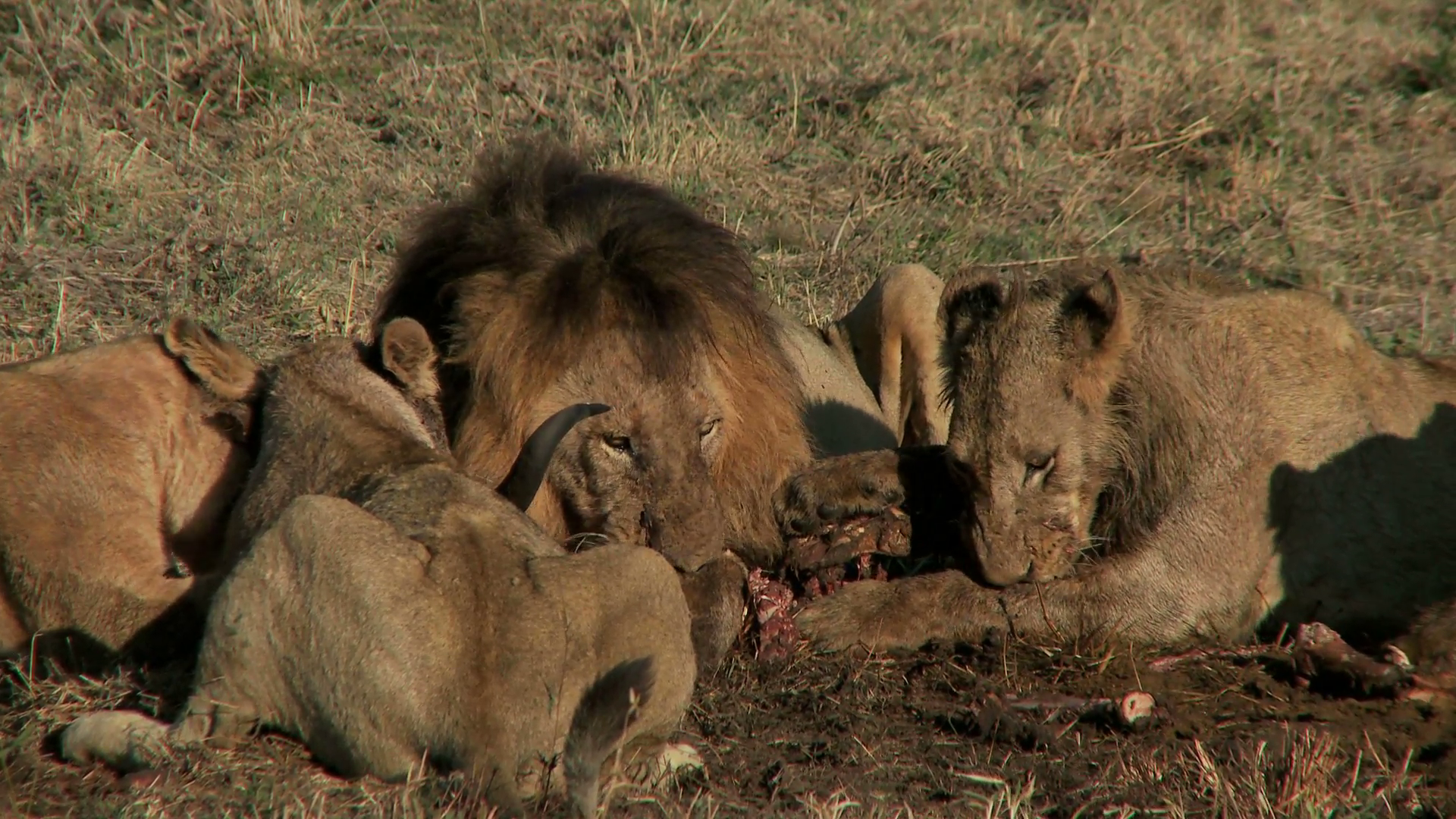 Pride Of Lions Eating 2 Stock Video Footage - Videoblocks