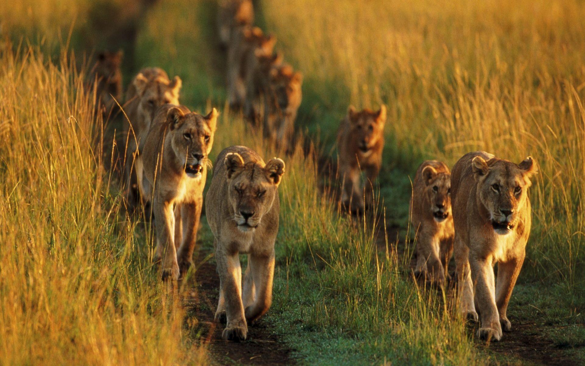 Pride Of Lions HD desktop wallpaper : Widescreen : High Definition ...