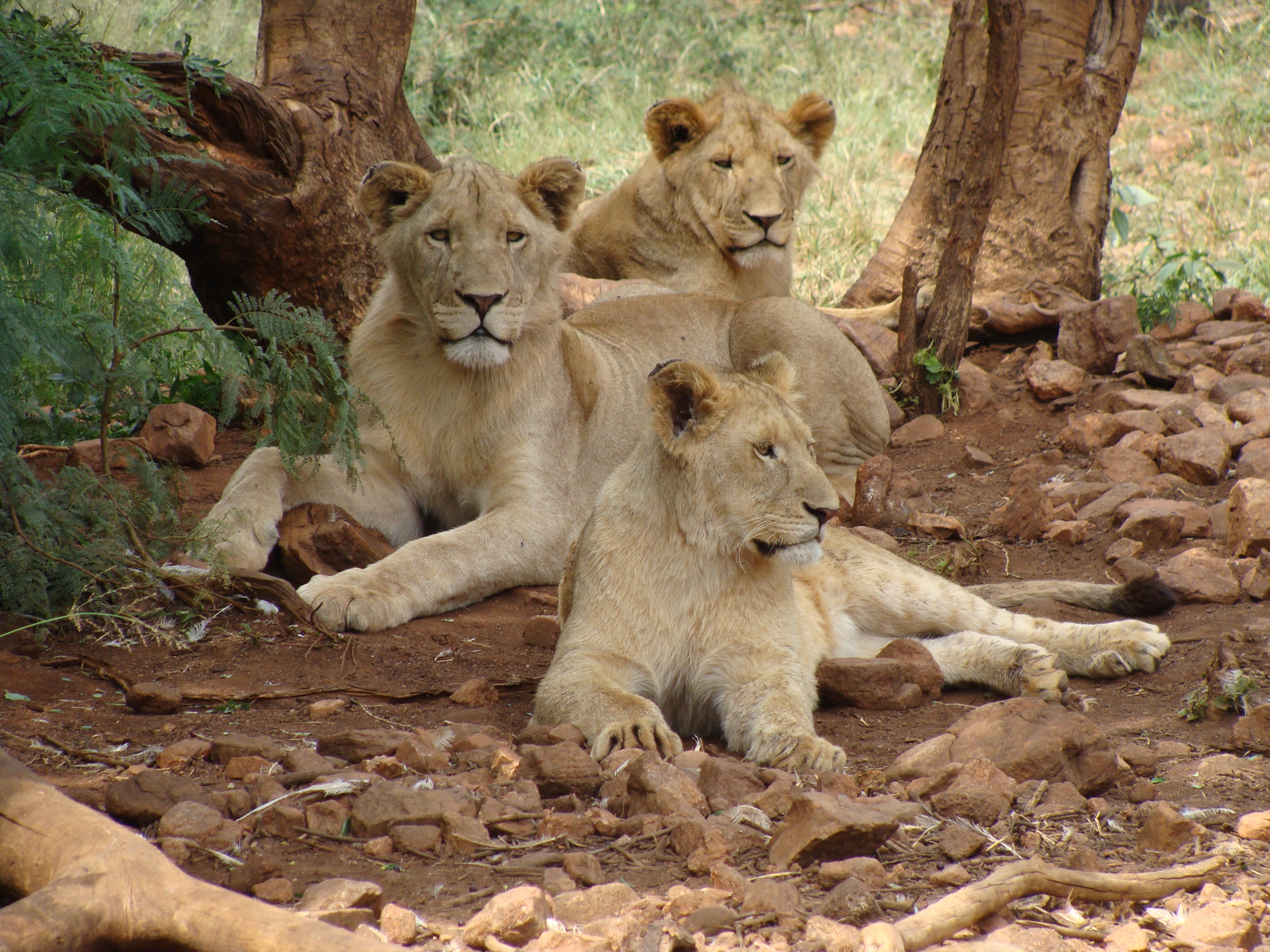 Pride of lions photo