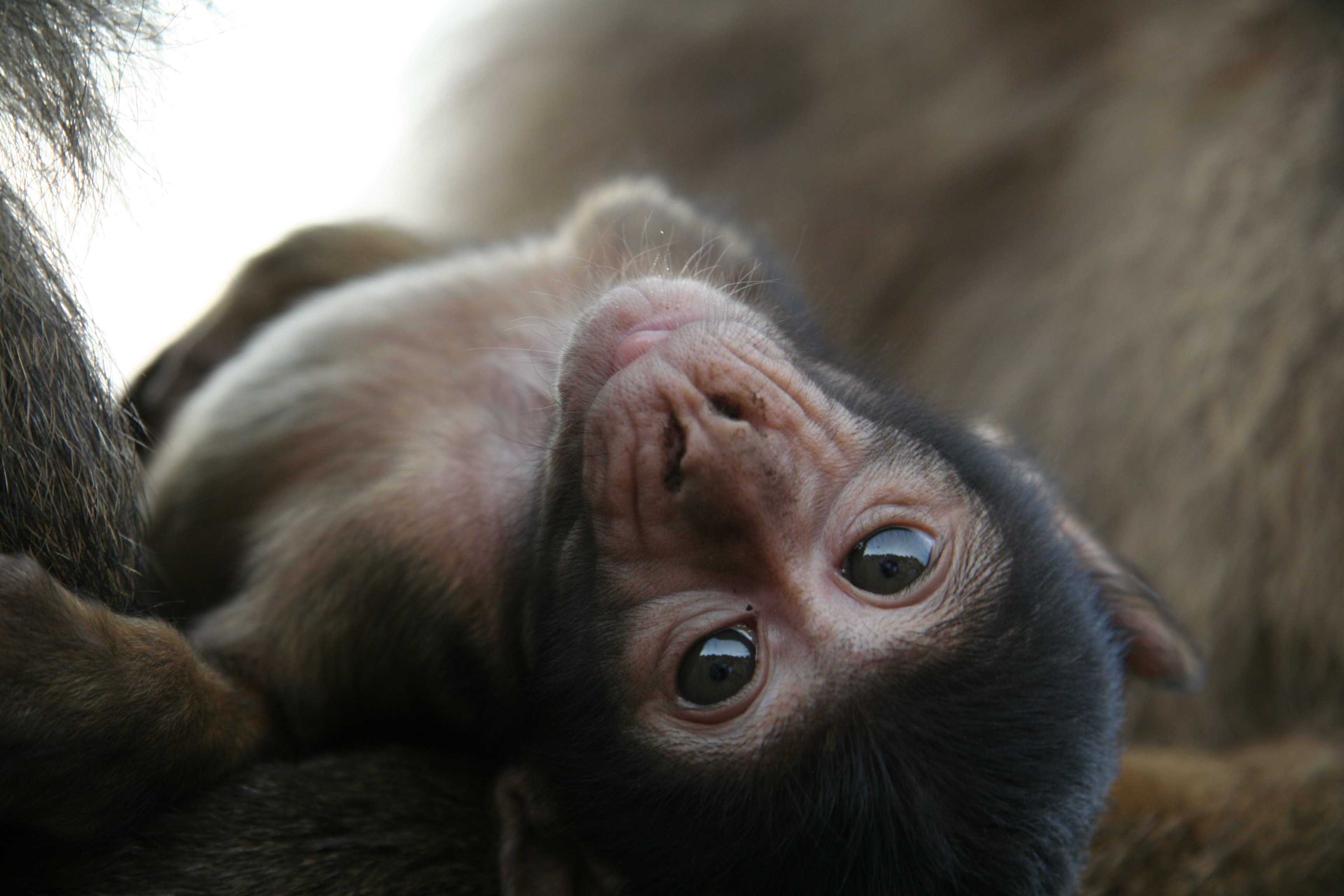 10 Primate Sanctuaries That Need Your Support - One Green Planet