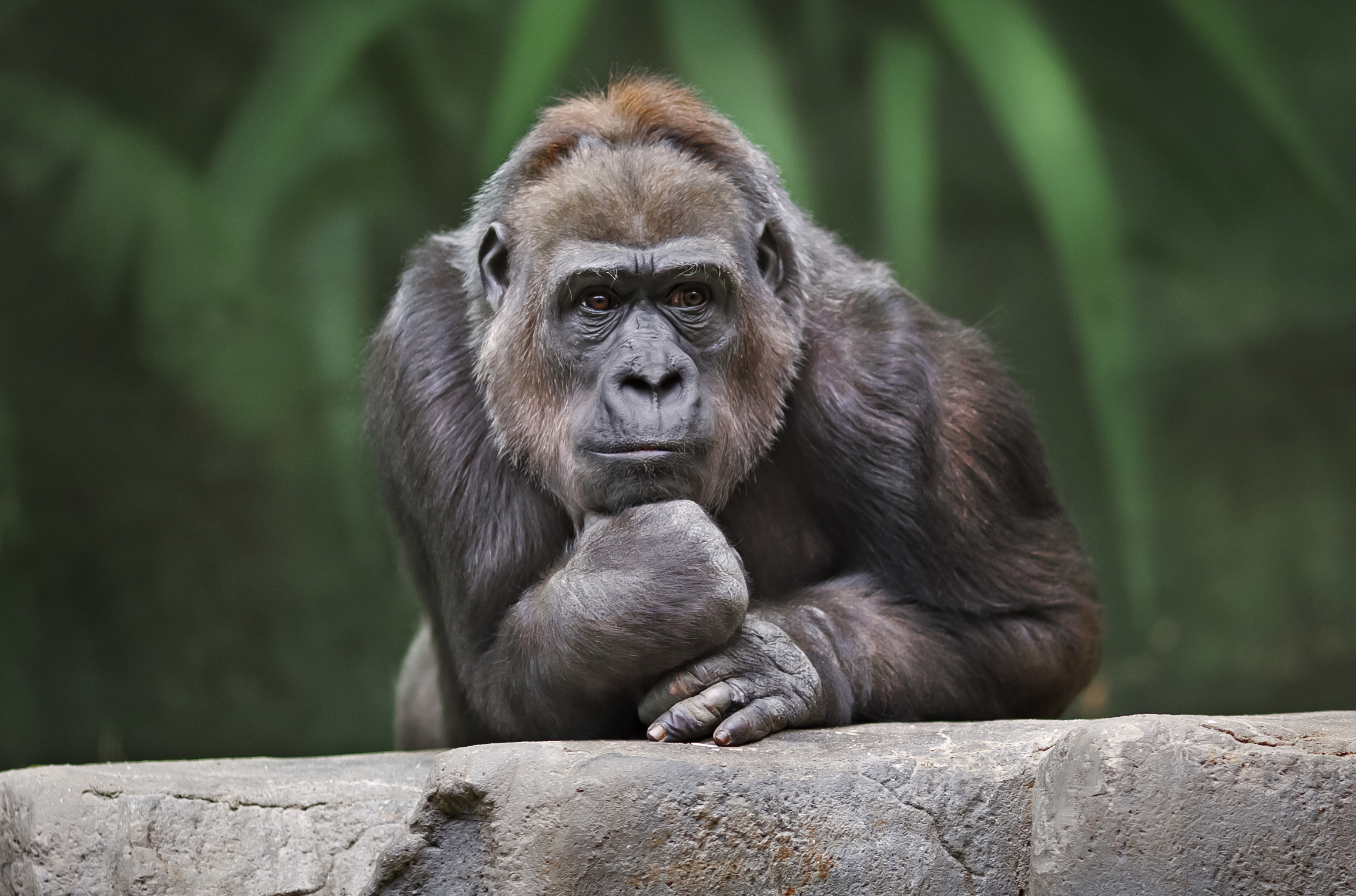 What's Your Primate Personality? | Animalogic