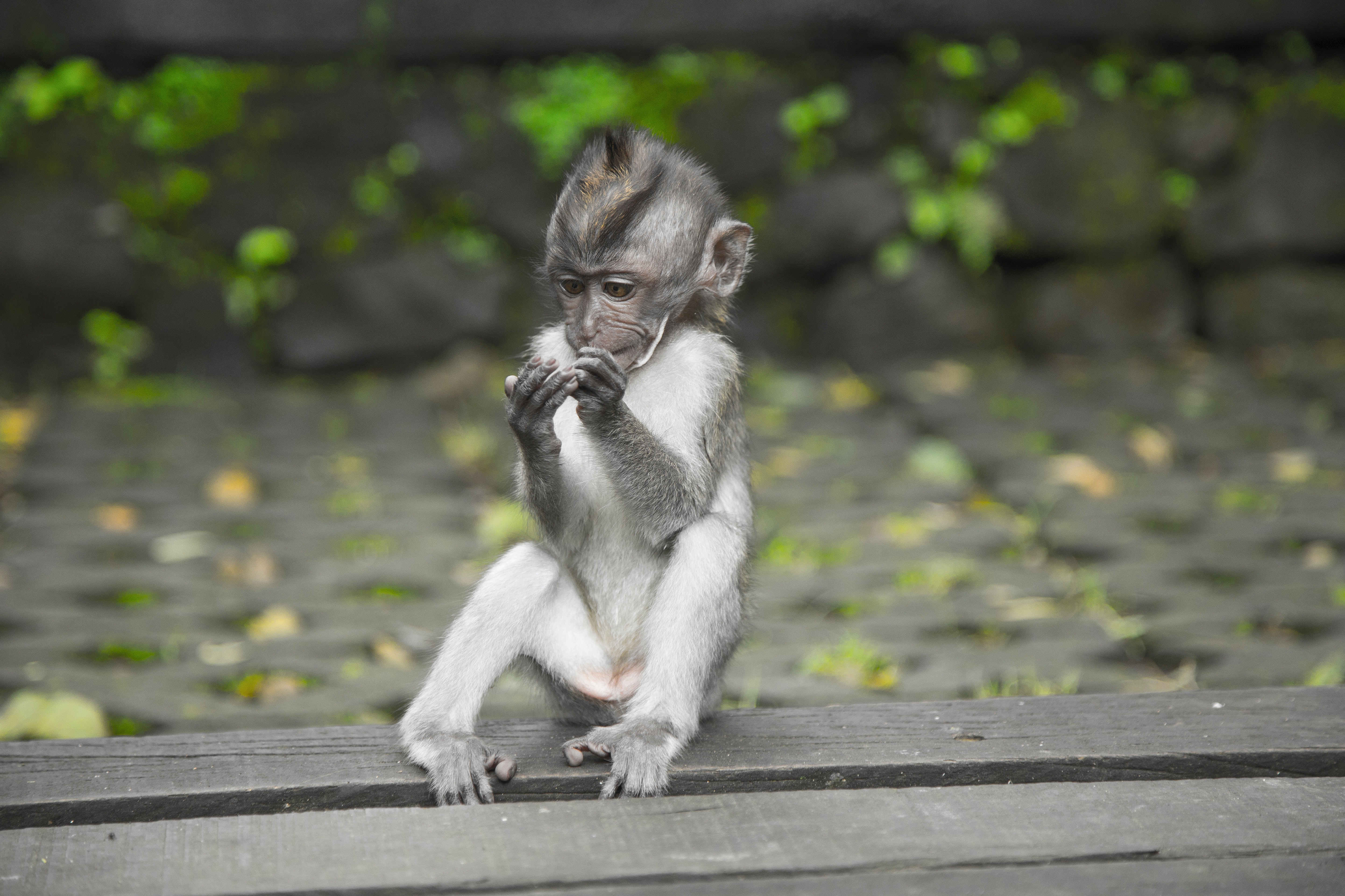 Primate Sitting On Wooden Surface, Adorable, Animal, Animal photography, Bali, HQ Photo