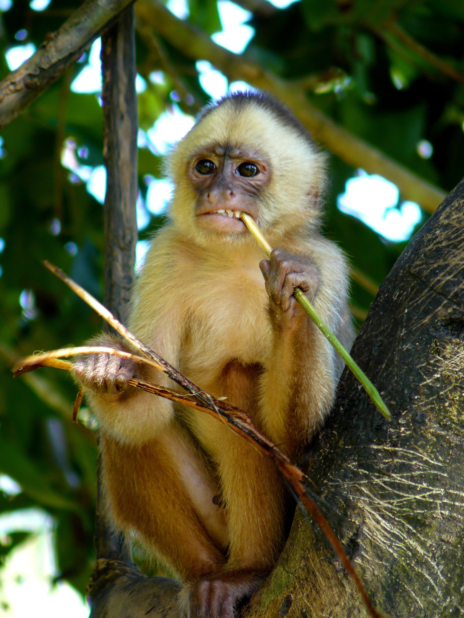 Primate - Wikipedia