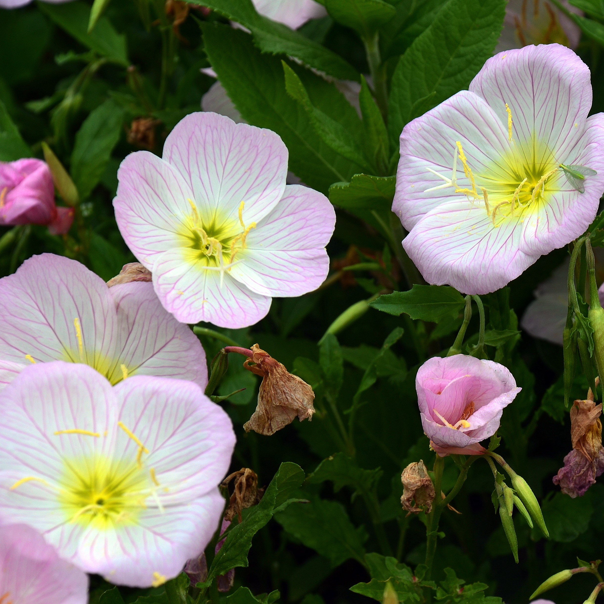 Evening Primrose Berladieri Siskiyou Pink | Easy To Grow Bulbs