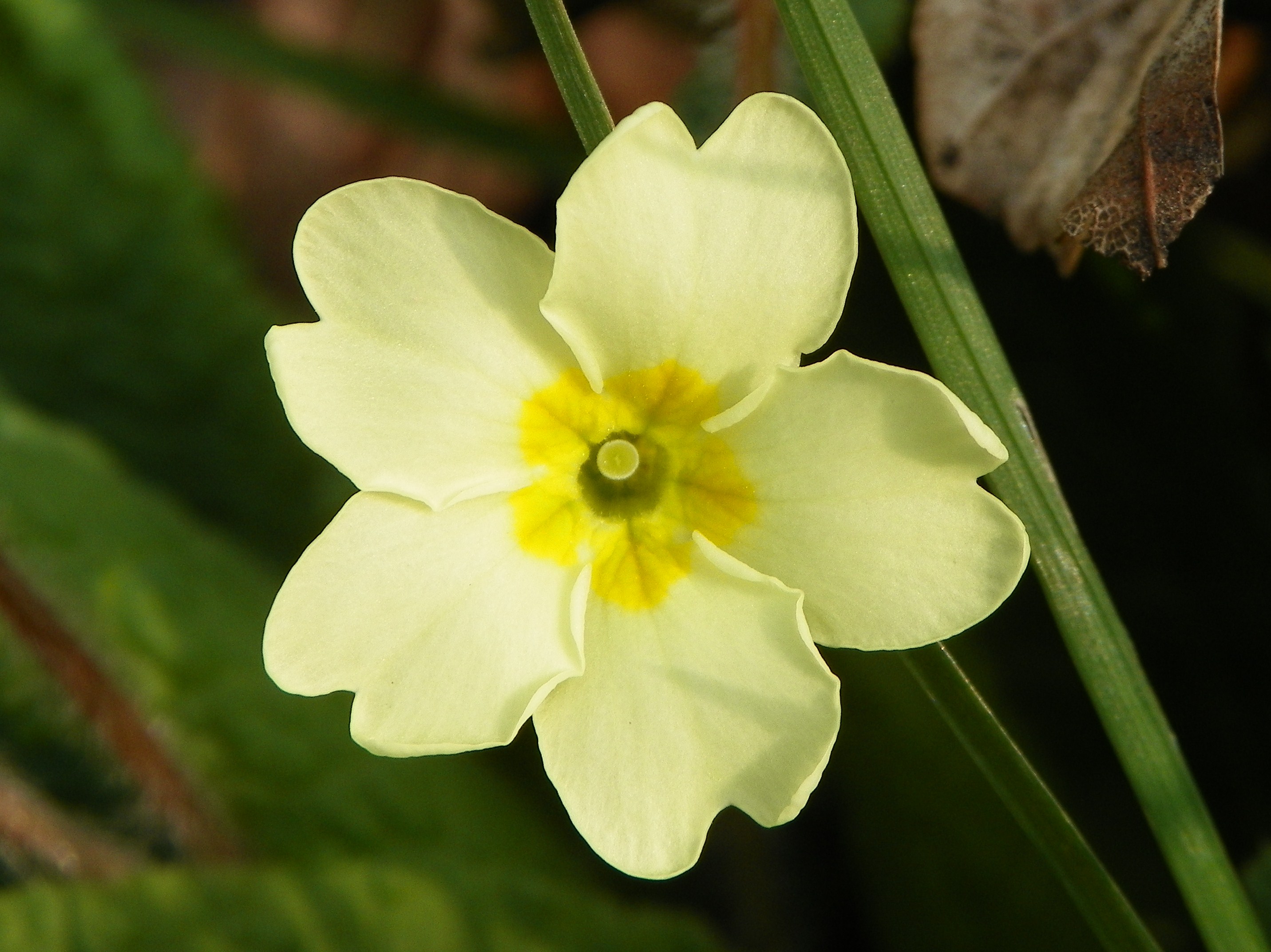 File:Primrose (Primula vulgaris).jpg - Wikimedia Commons