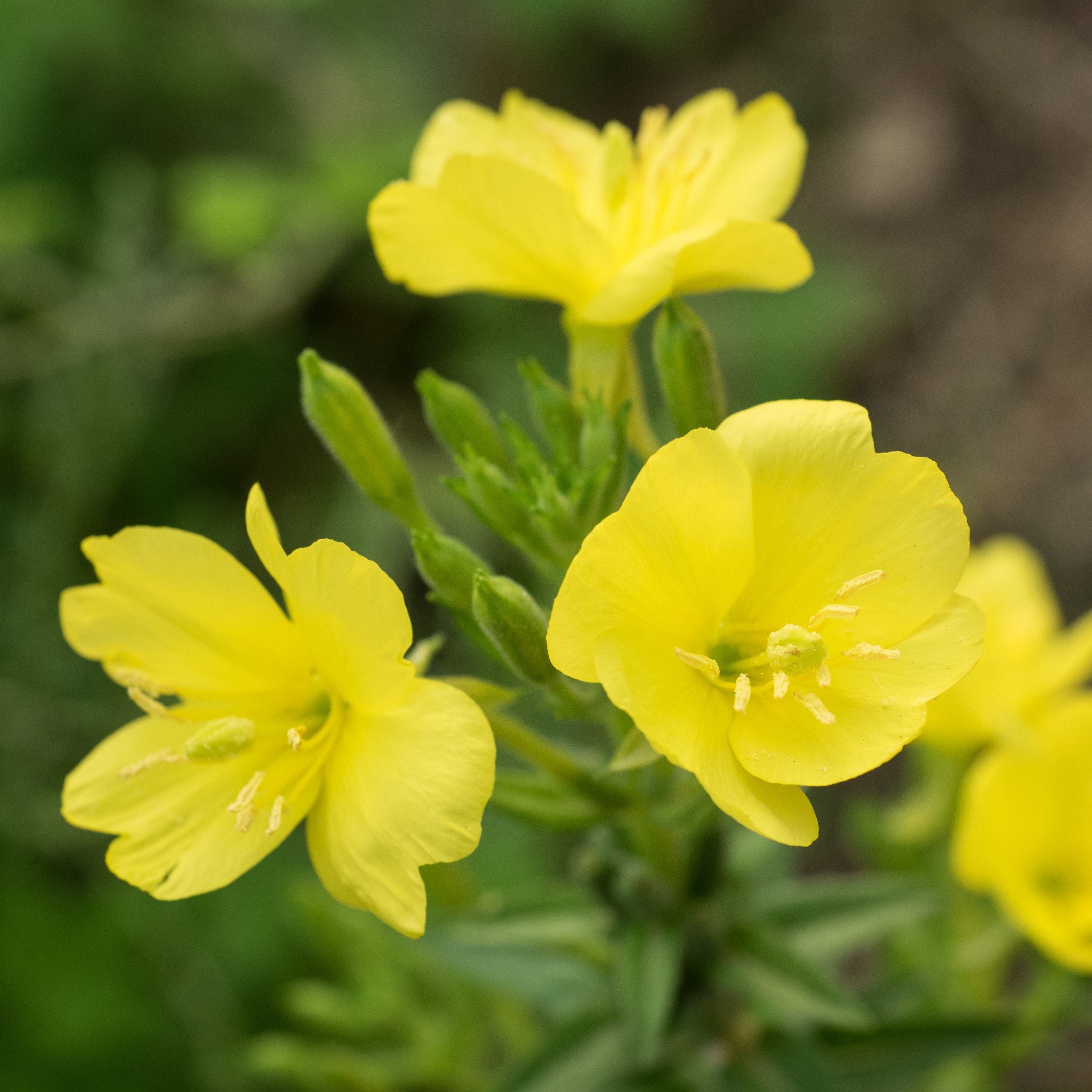 Evening Primrose Missouriensis | Easy To Grow Bulbs
