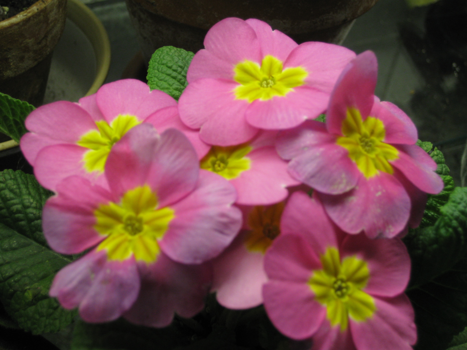 A Winter Fling with Primroses