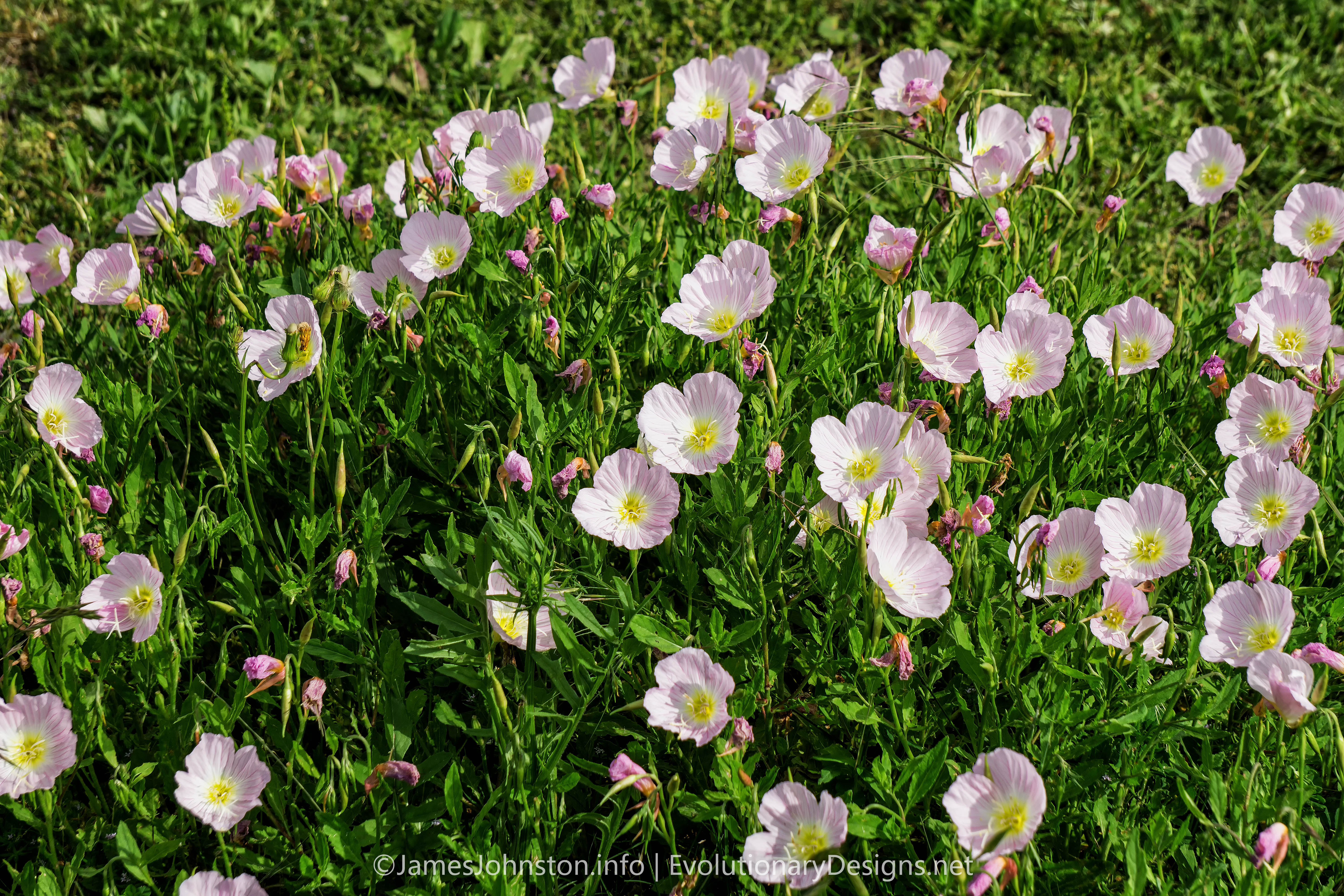 Pink Evening Primrose, Oenothera speciosa - Garden DIY