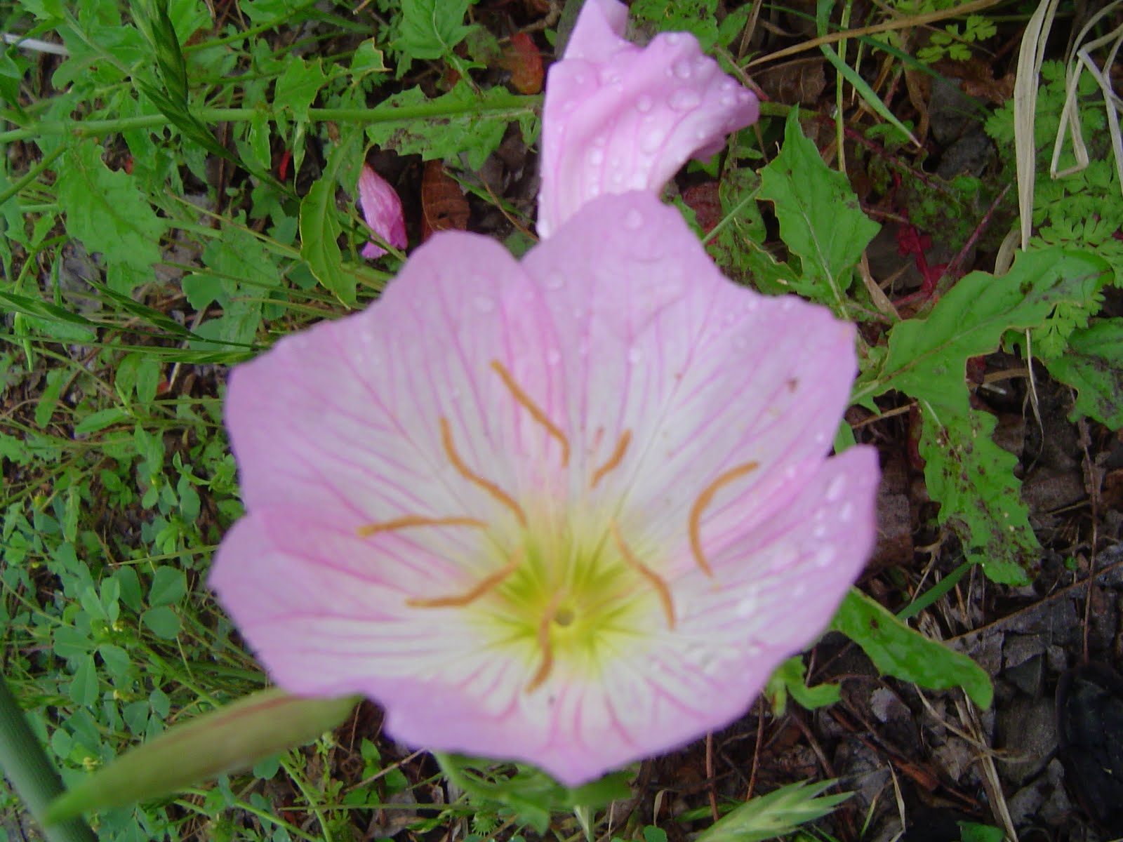 Evening Primrose, Oenothera speciosa | Medicinal Plants of Texas