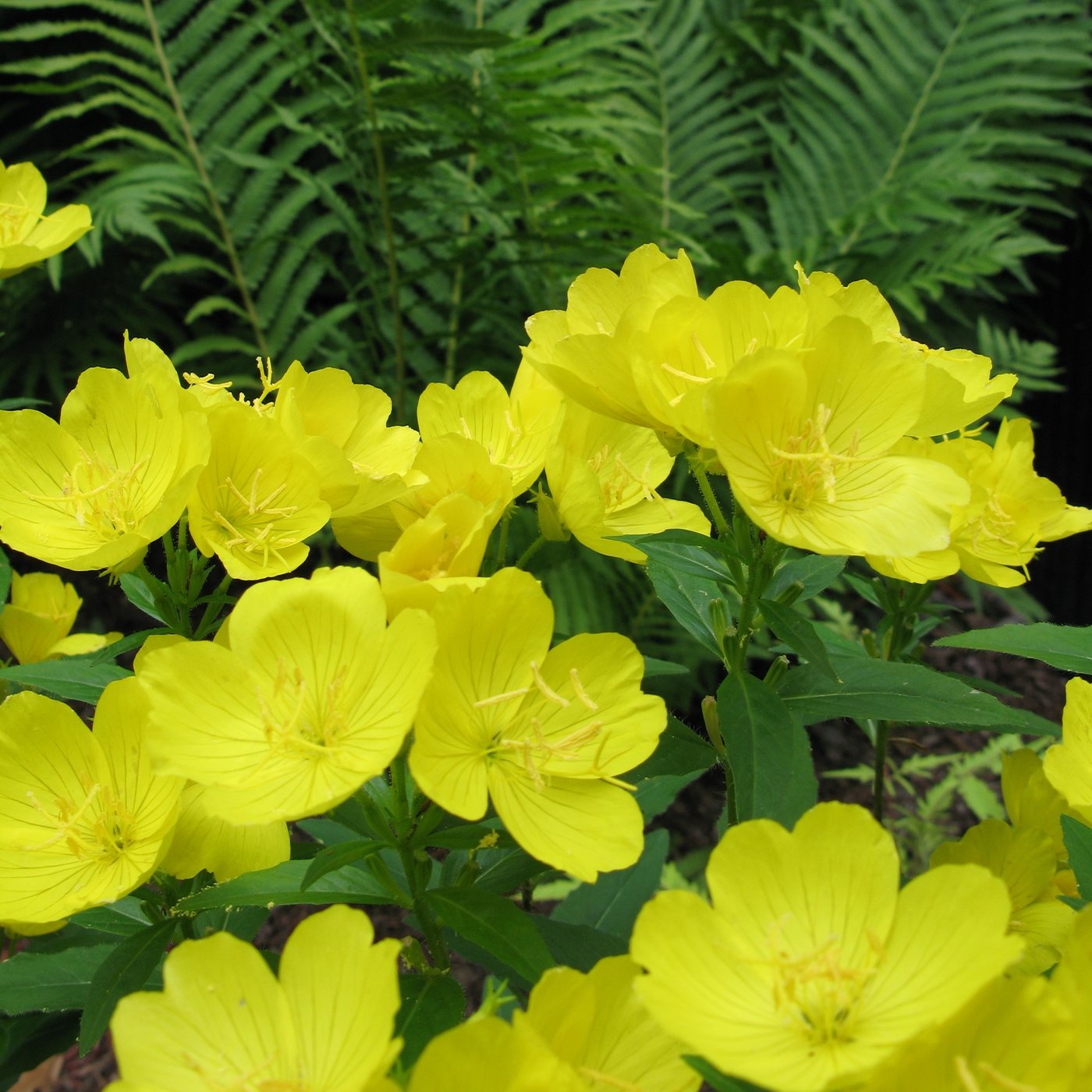 Evening Primrose (Oenothera) – Easy To Grow Bulbs