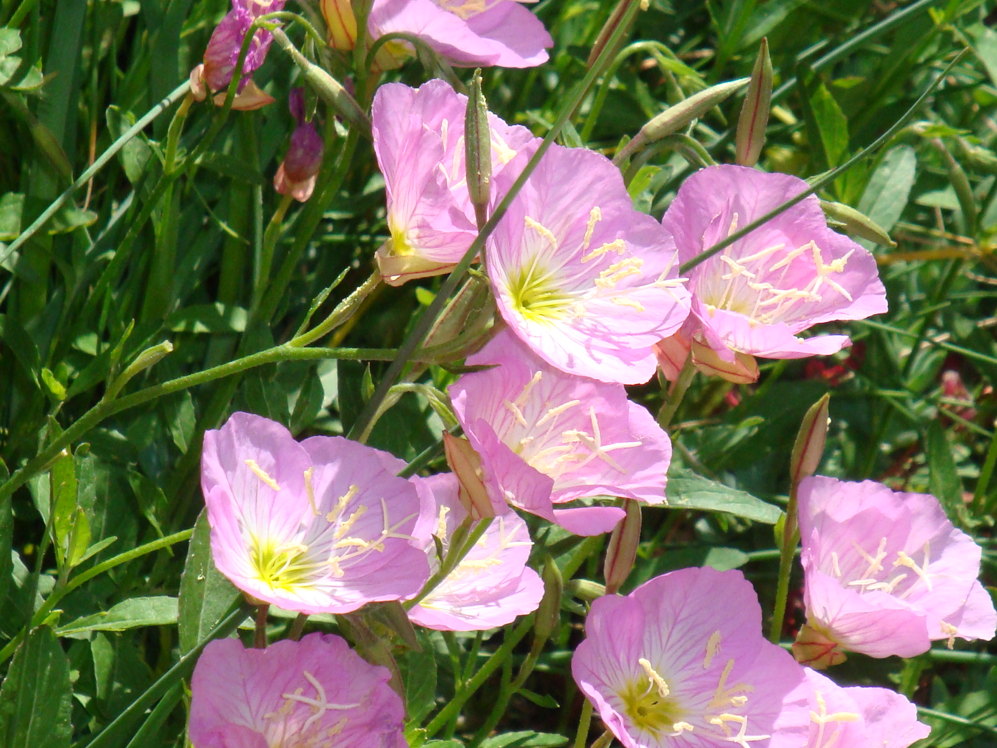 Pink Evening Primrose: Open Up, Shine | Earth Gifts: Healers and ...