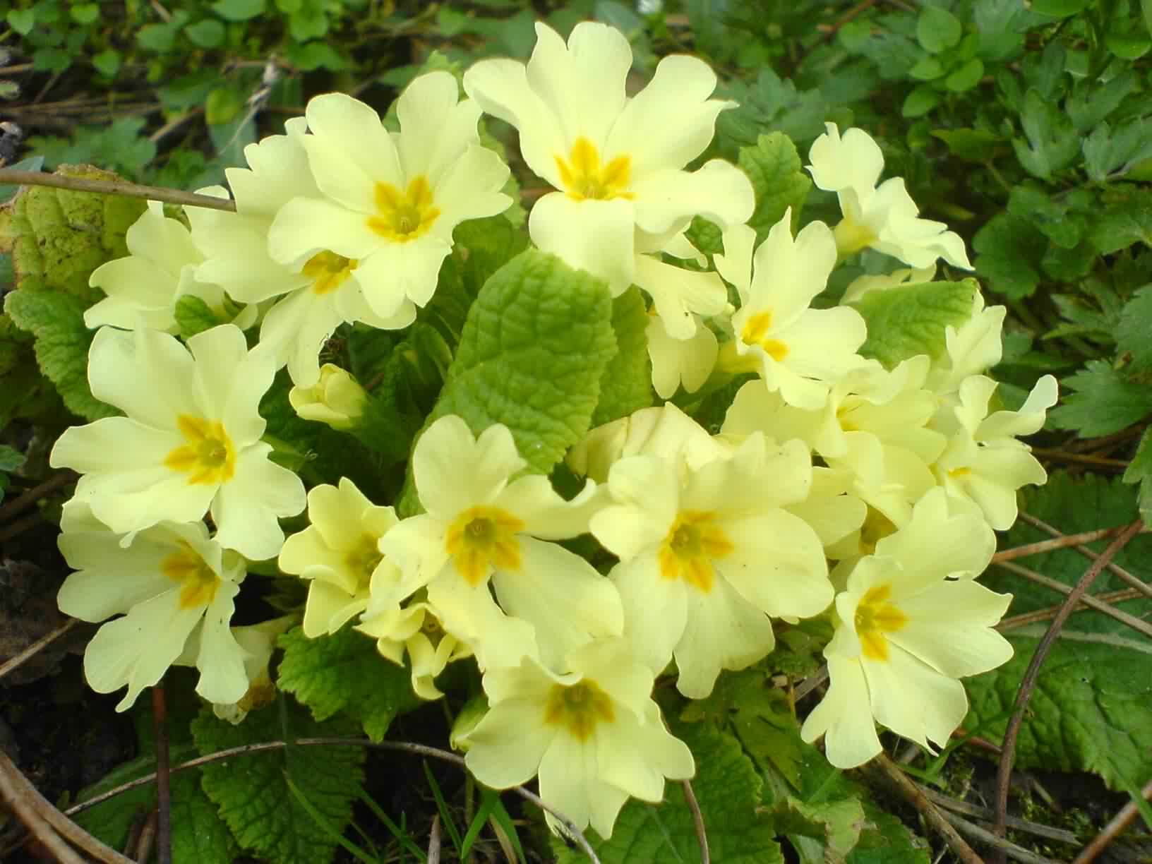 Primrose - Primula vulgaris, species information page. Also known as ...