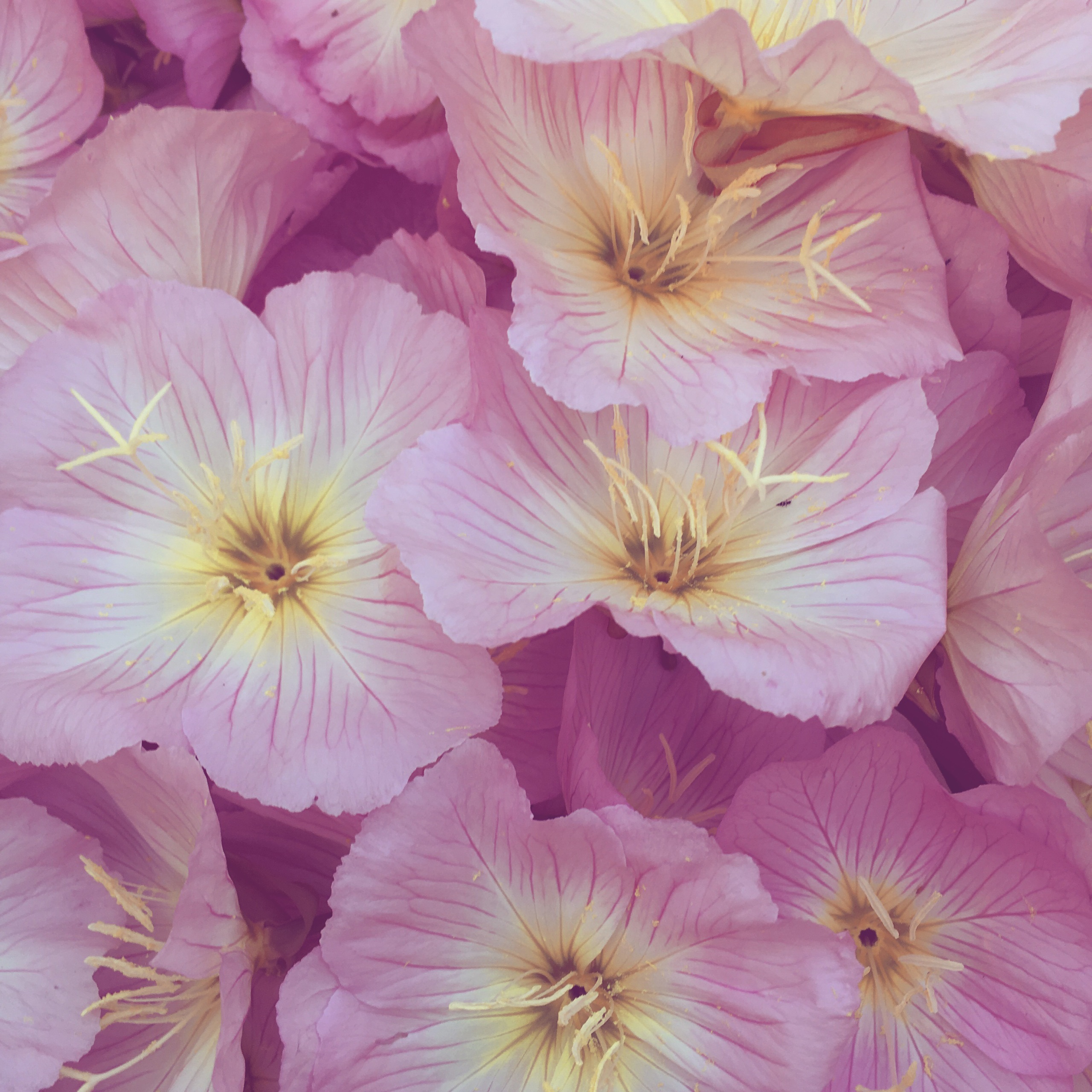 Pink Primrose Flower Essence