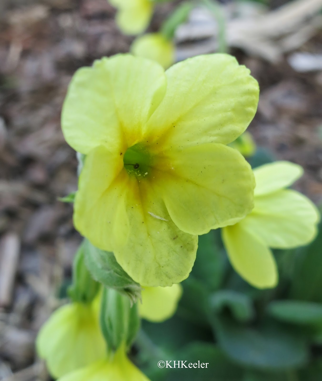 A Wandering Botanist: Plant Story - More Reasons to Like Primroses ...