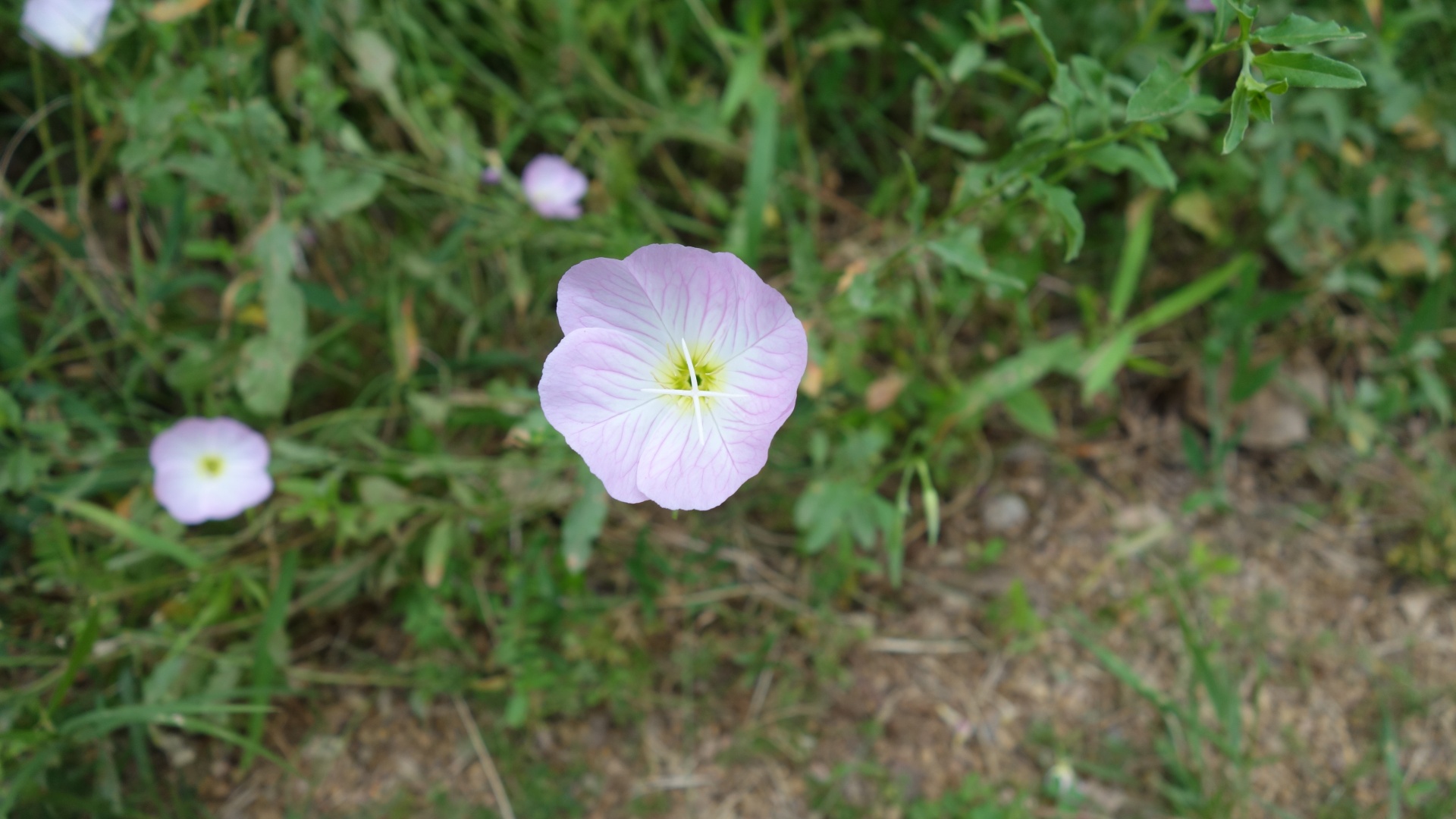 Pink Primrose Or Buttercup Free Stock Photo - Public Domain Pictures