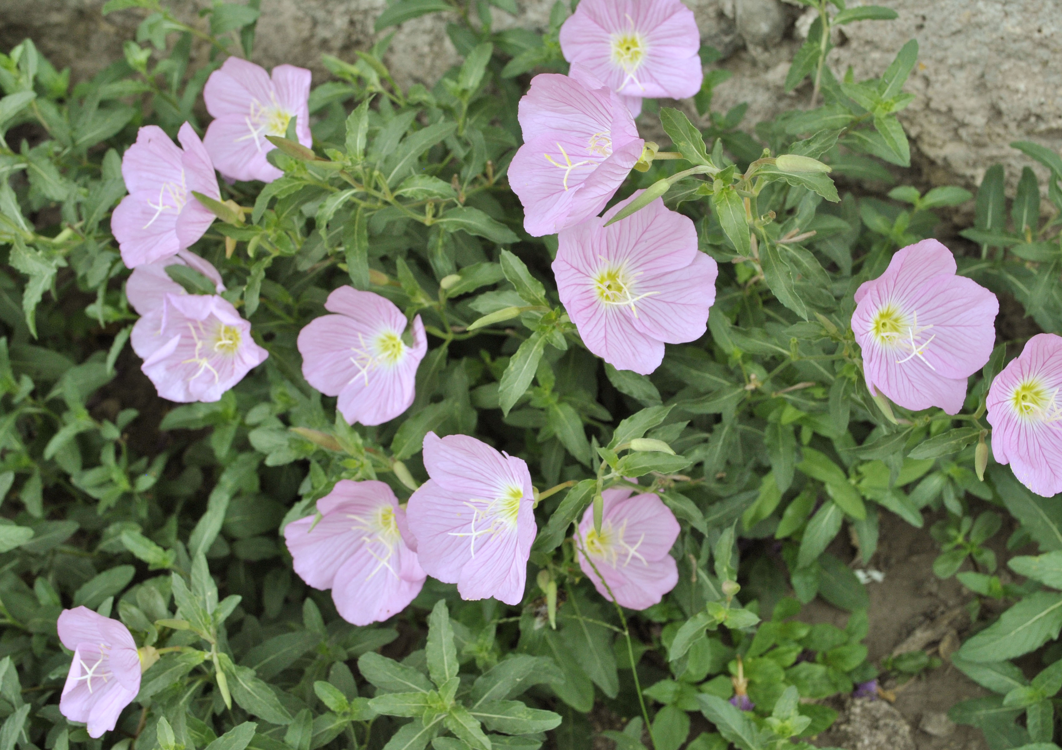 How to Grow Evening Primrose: 10 Steps (with Pictures) - wikiHow