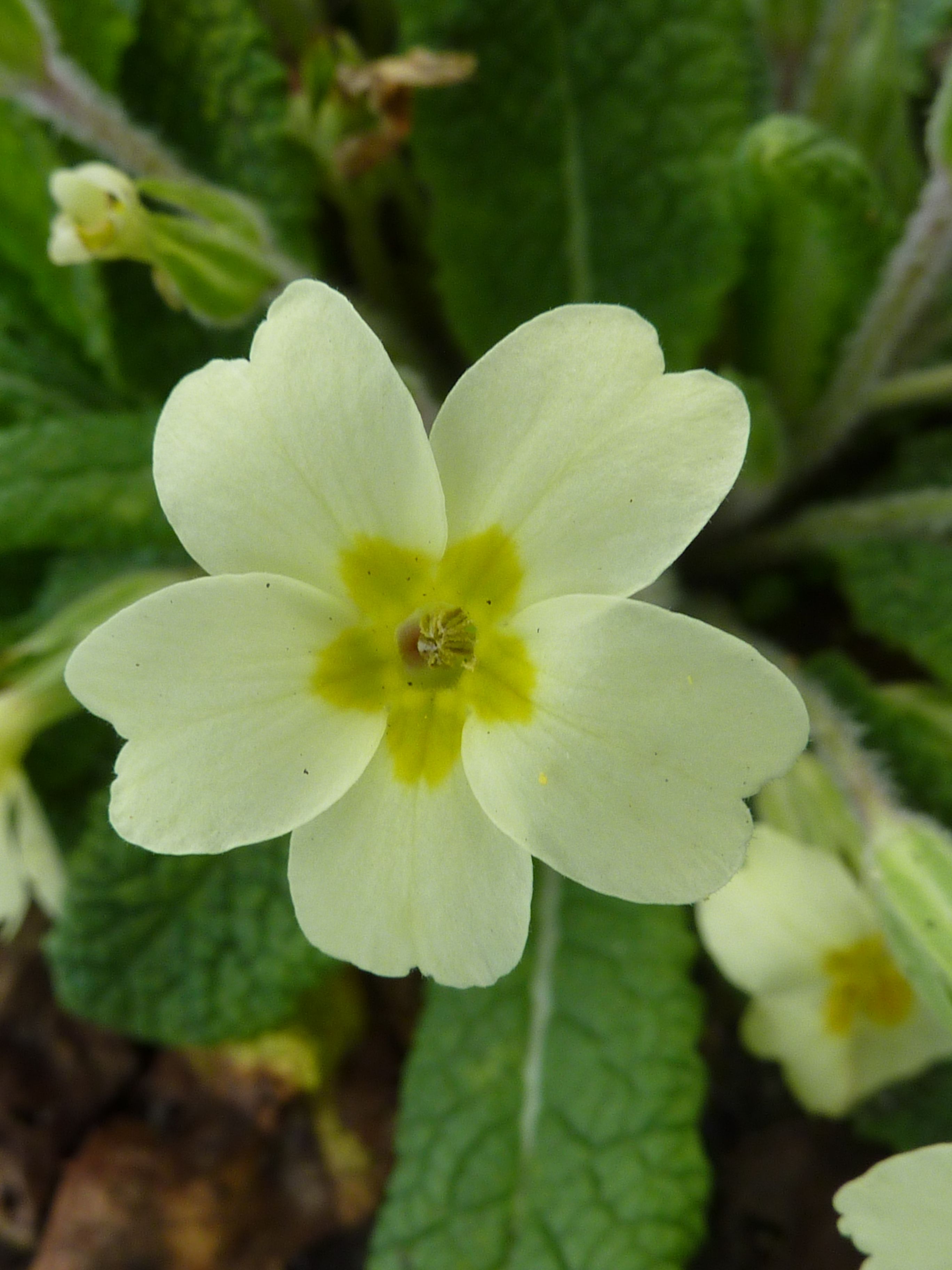 Primula vulgaris 'Primrose' (Primulaceae) flower | Primrose ...