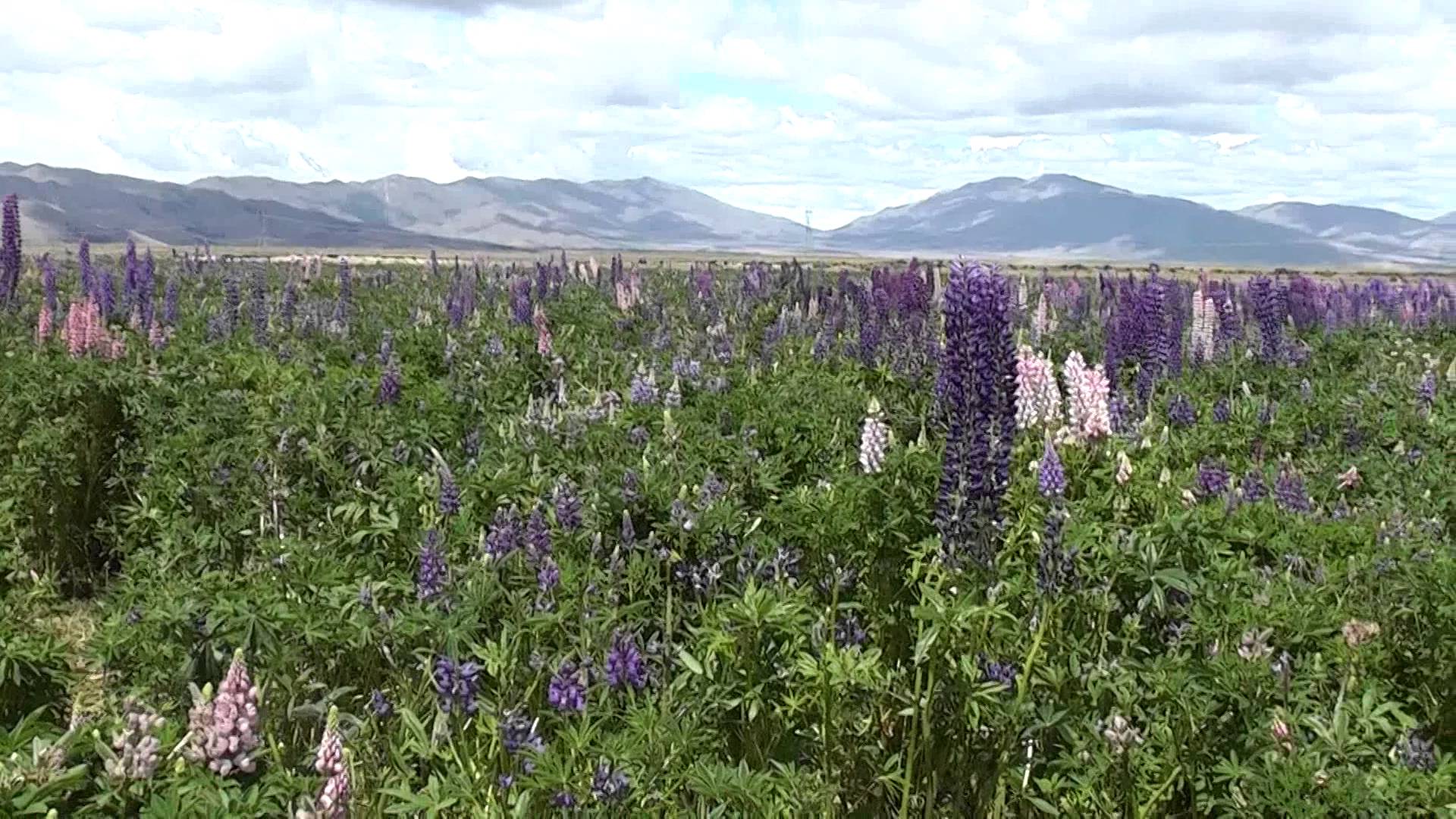 High Country Forage Project - Lupin Harvest 16/12/2013 - YouTube